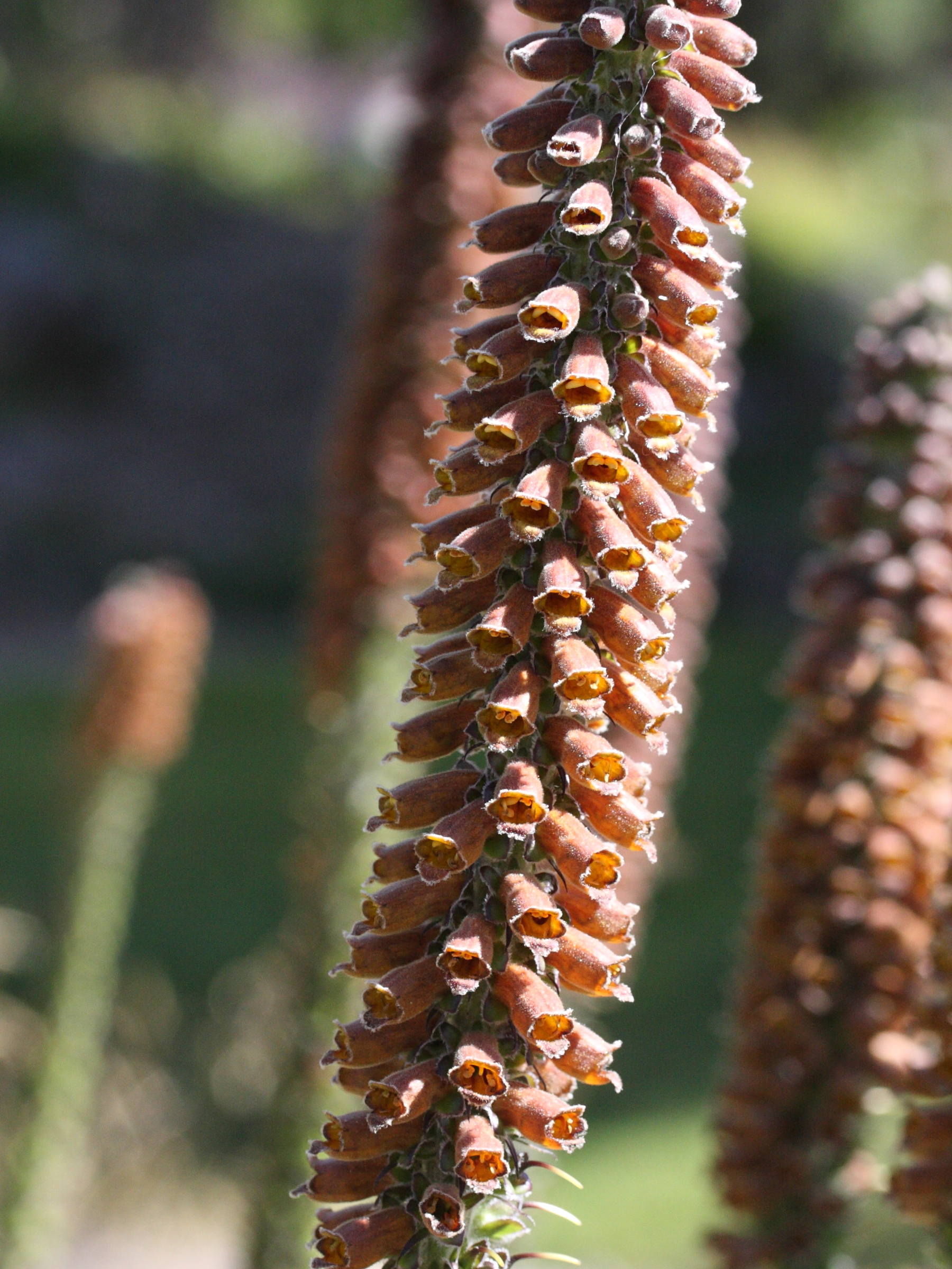 digitalis_parviflora2md