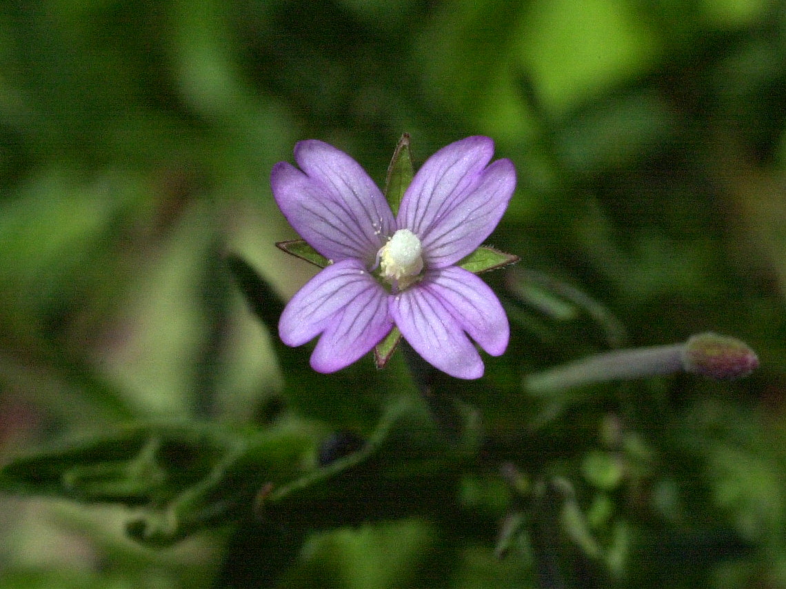 Afficher le média Epilobium_tetragonum Epilobium_tetragonum