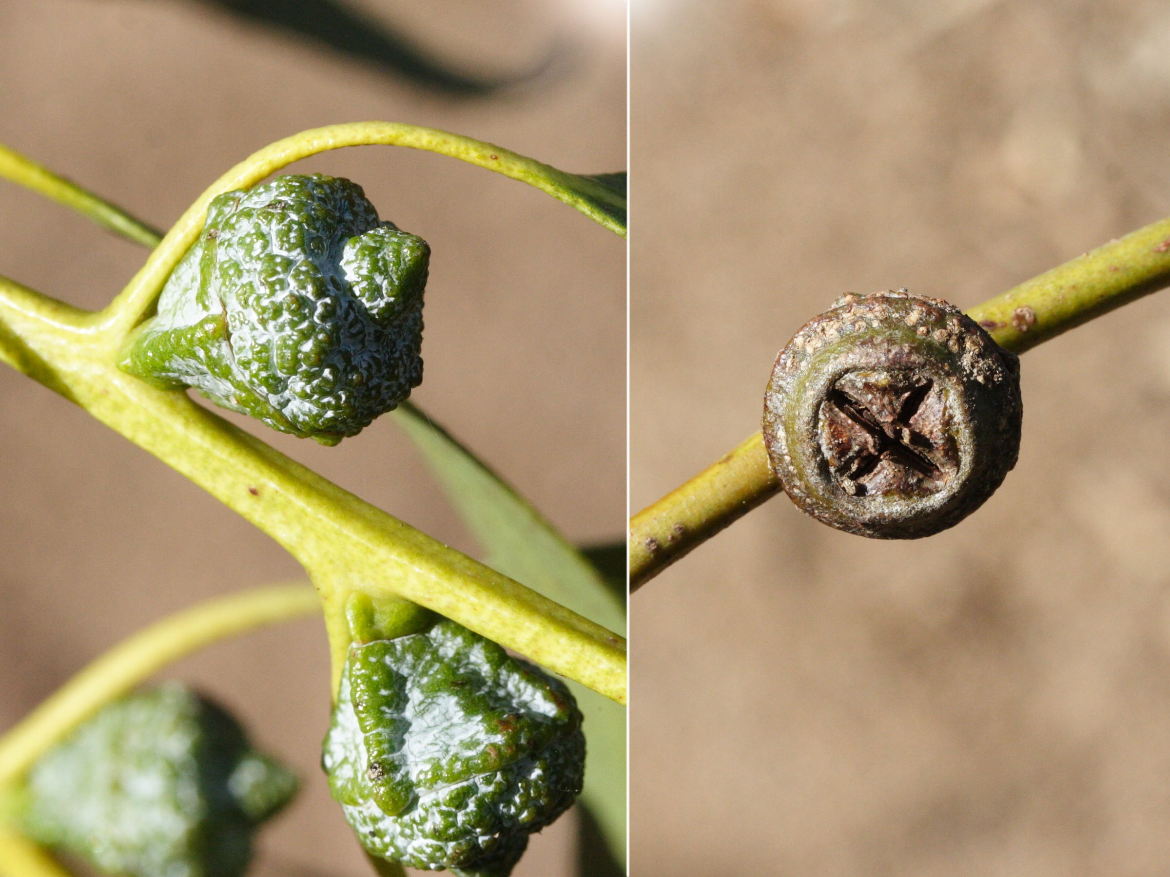 Afficher le média eucalyptus_globulus7md eucalyptus_globulus7md