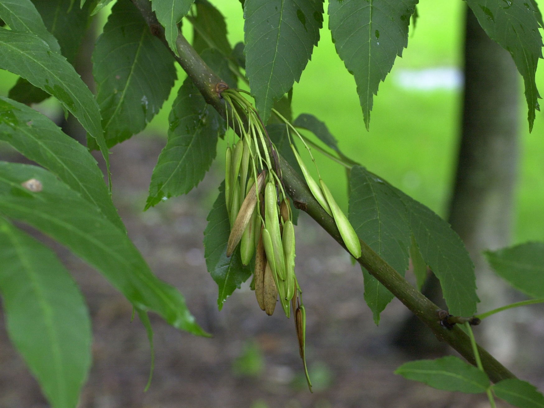 fraxinus_excelsior4md