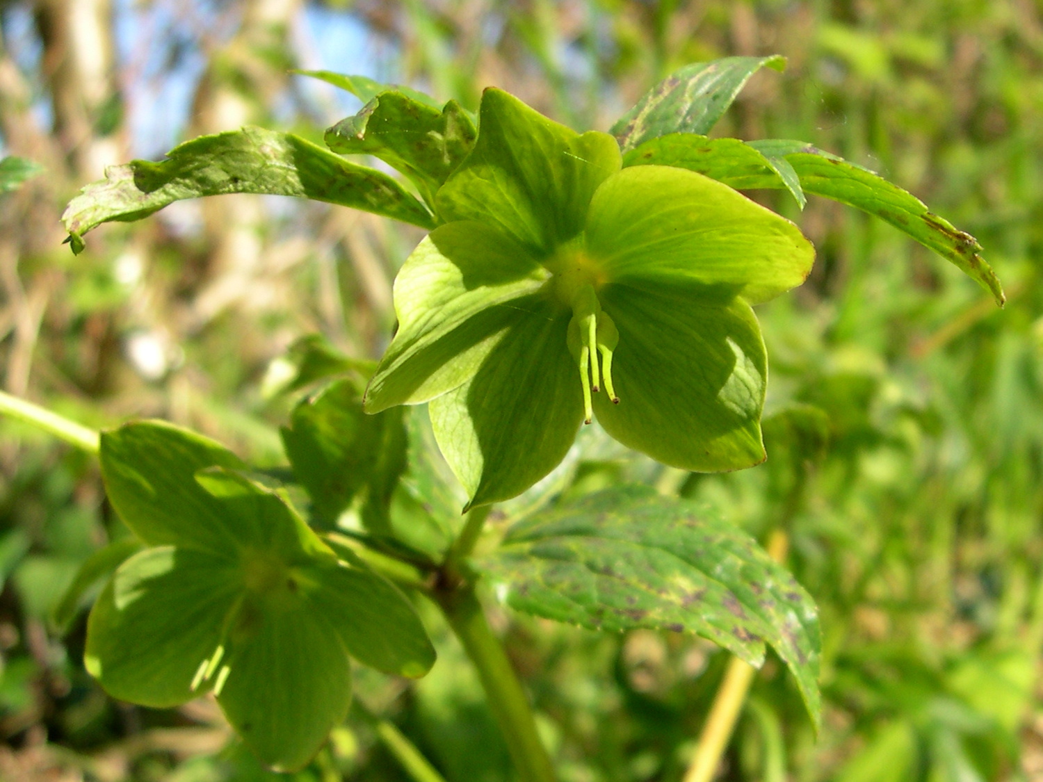 Afficher le média helleborus_viridis_occidentalis3md helleborus_viridis_occidentalis3md
