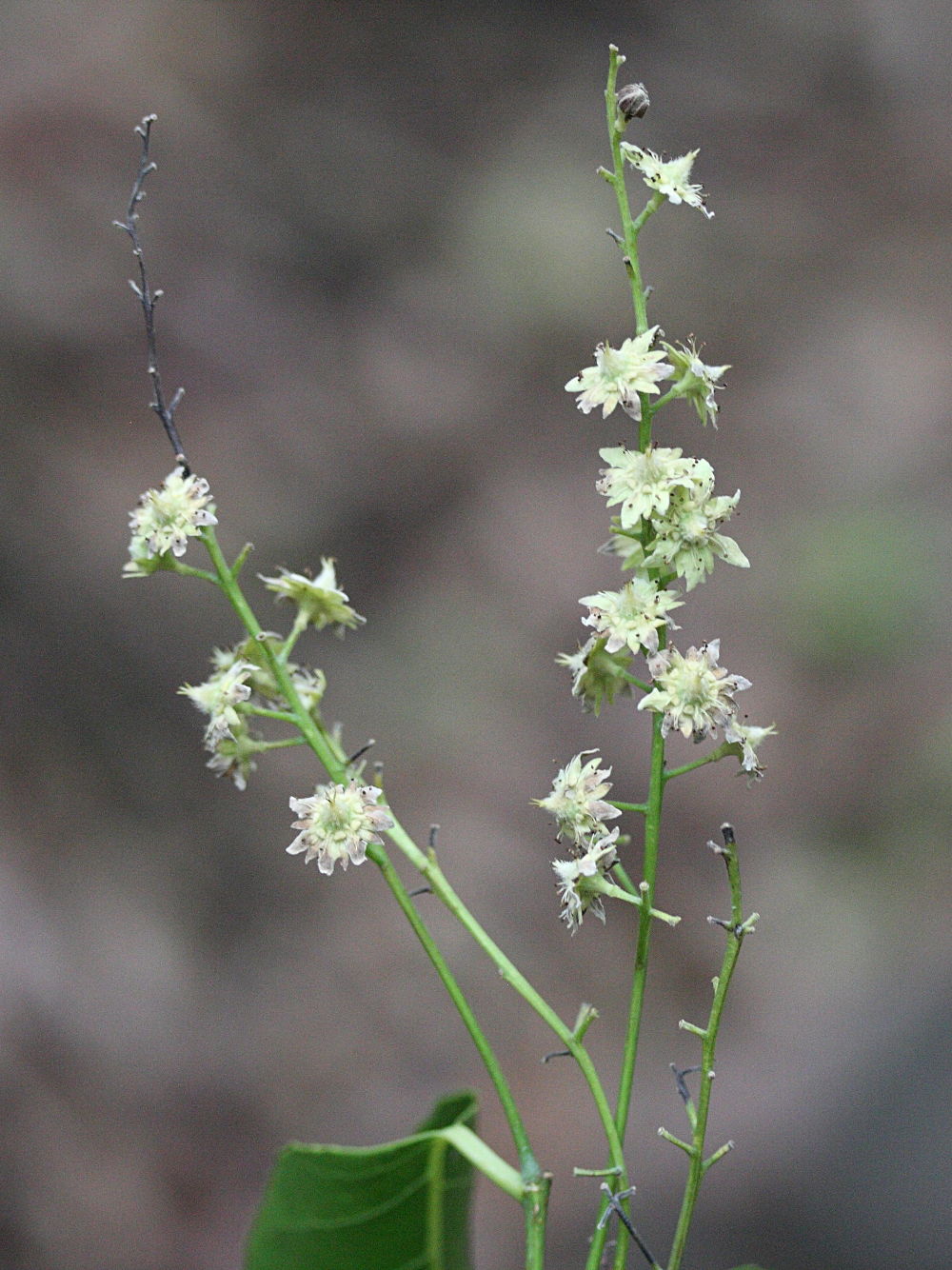 homalium_racemosum1md