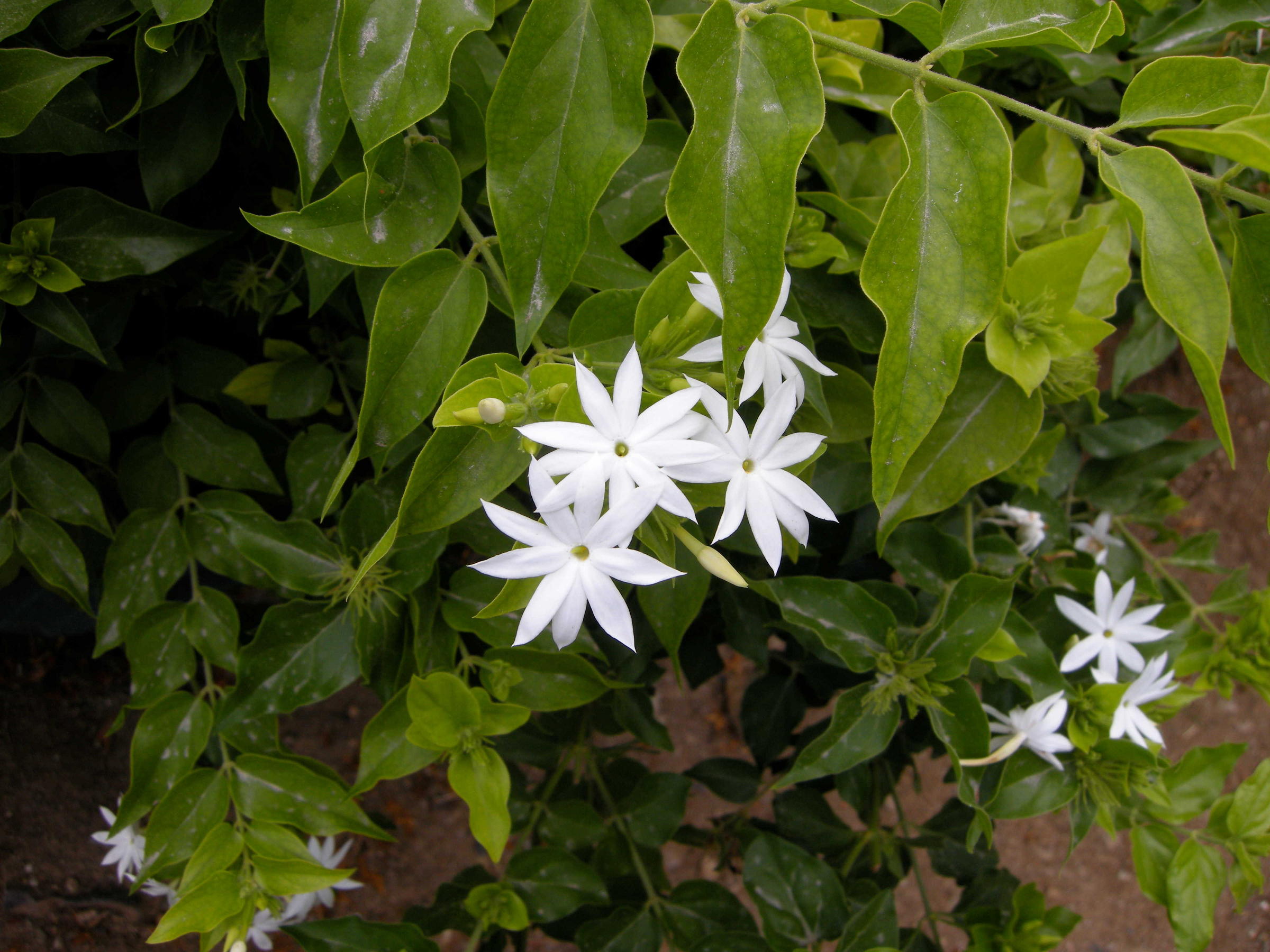 jasminum_laurifolium_nitidum1md