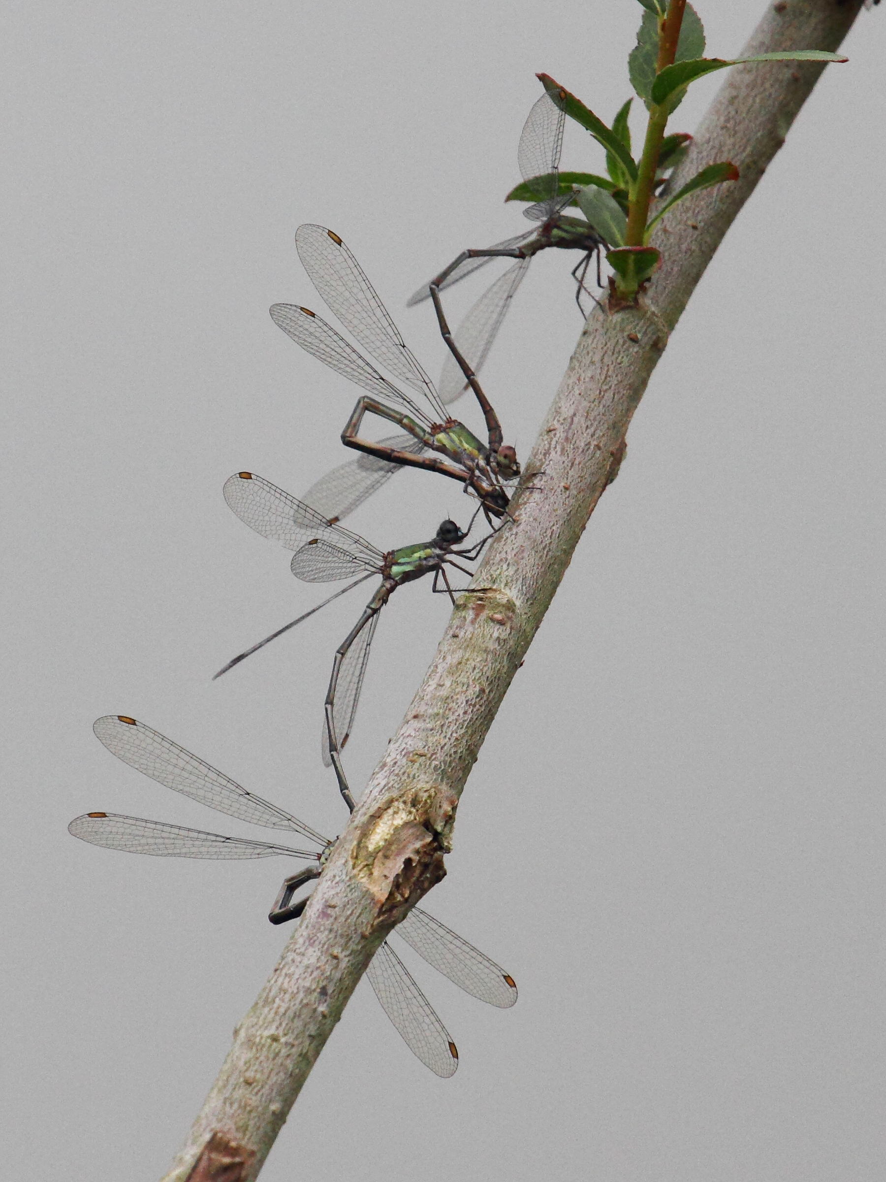 Lestes_viridis