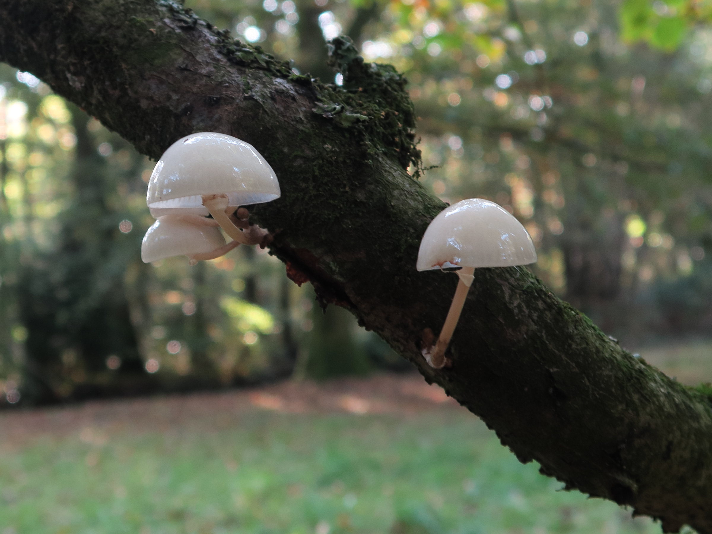 oudemansiella_mucida4md