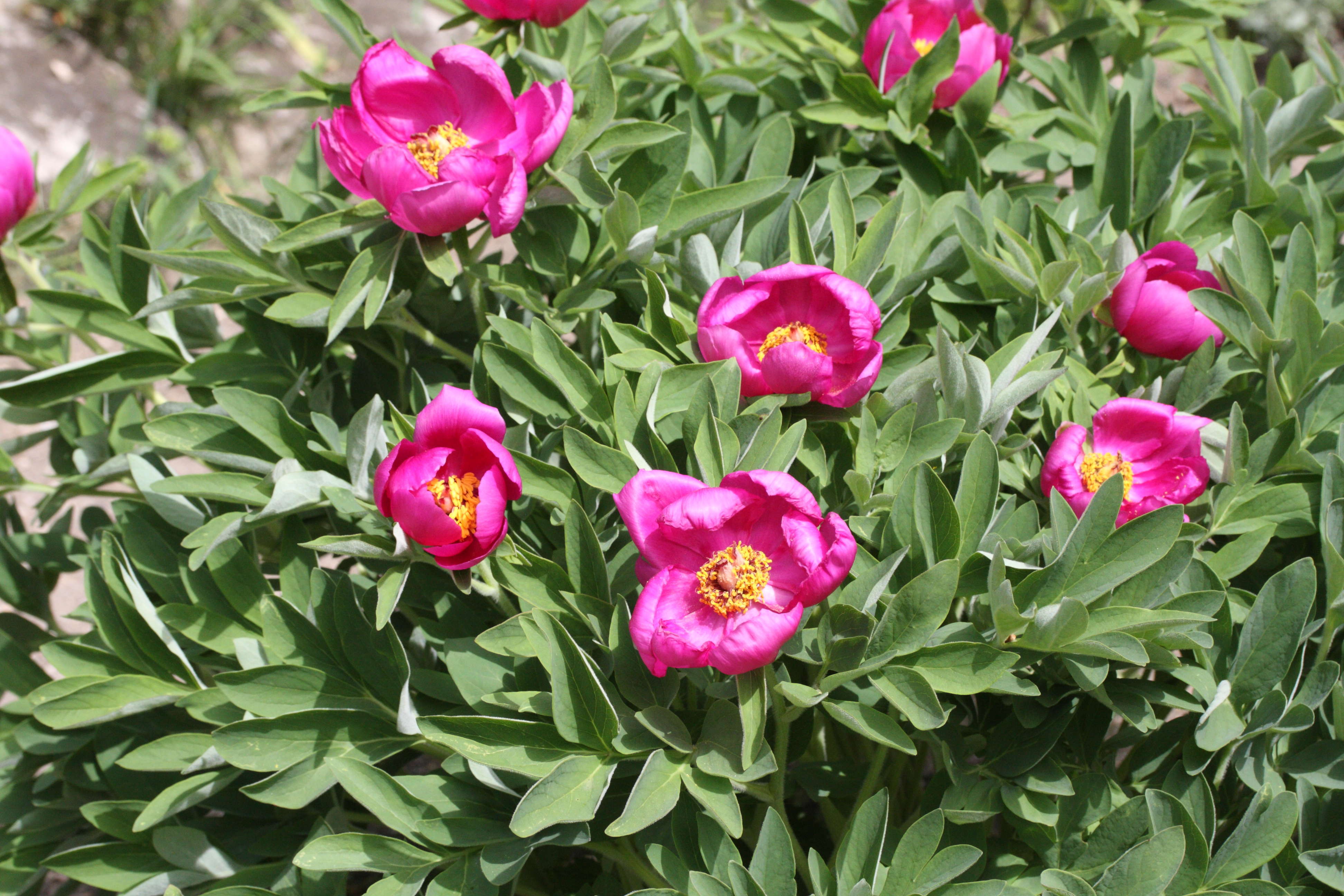 paeonia_officinalis_microcarpa1md