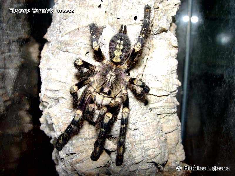 poecilotheria_subfusca2ml