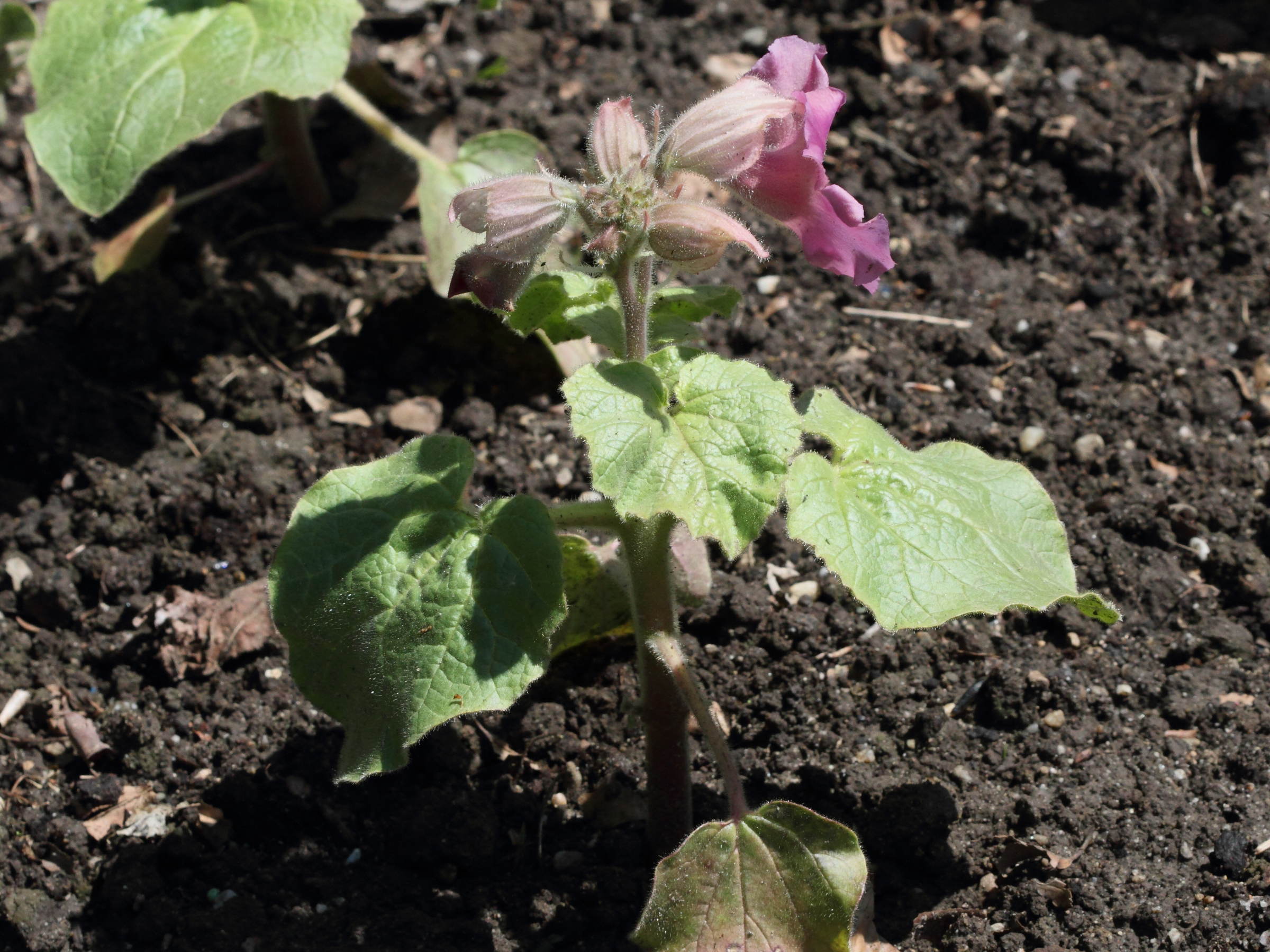 proboscidea_fragrans2bd