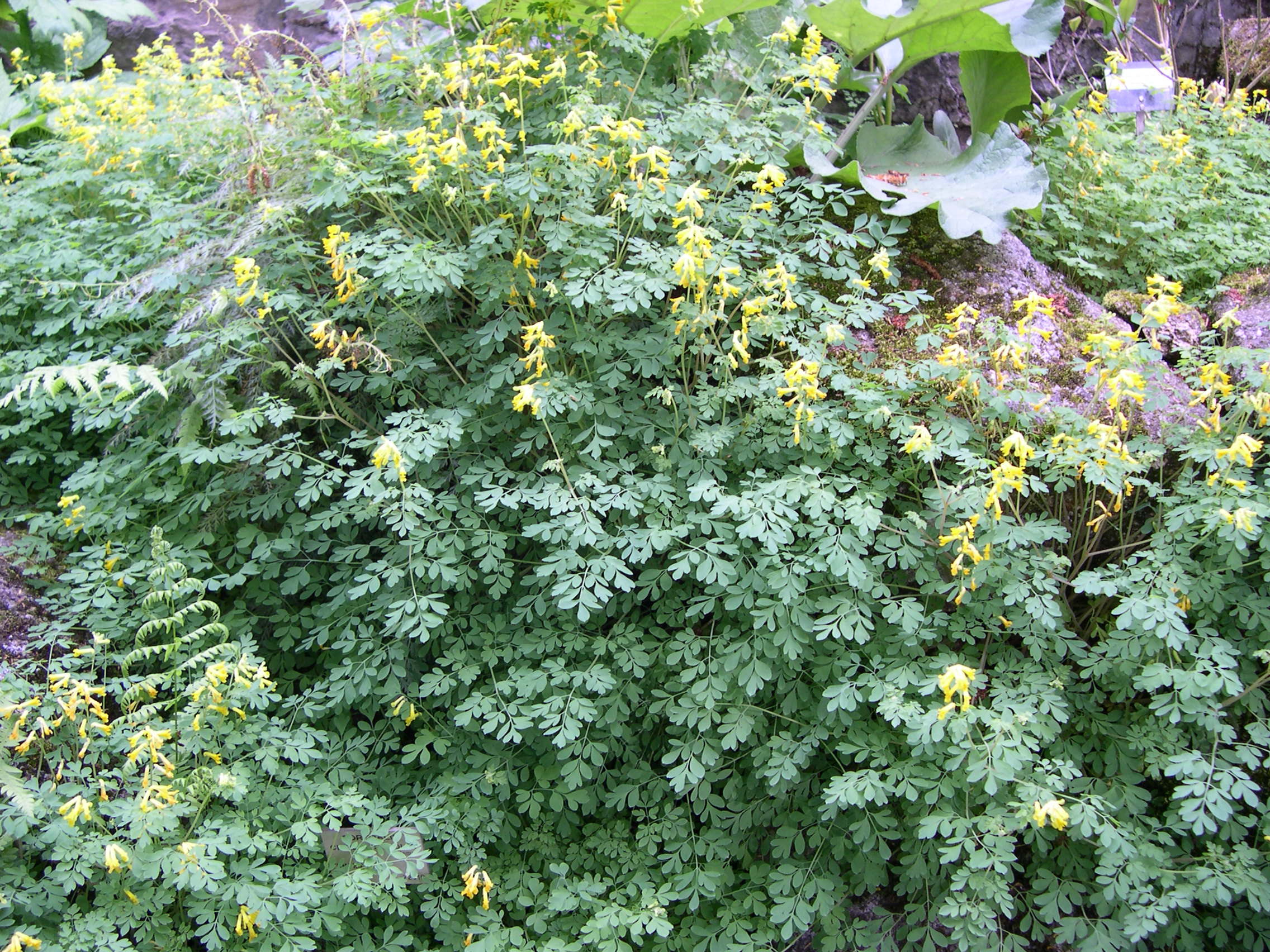 Afficher le média pseudofumaria_lutea1md pseudofumaria_lutea1md