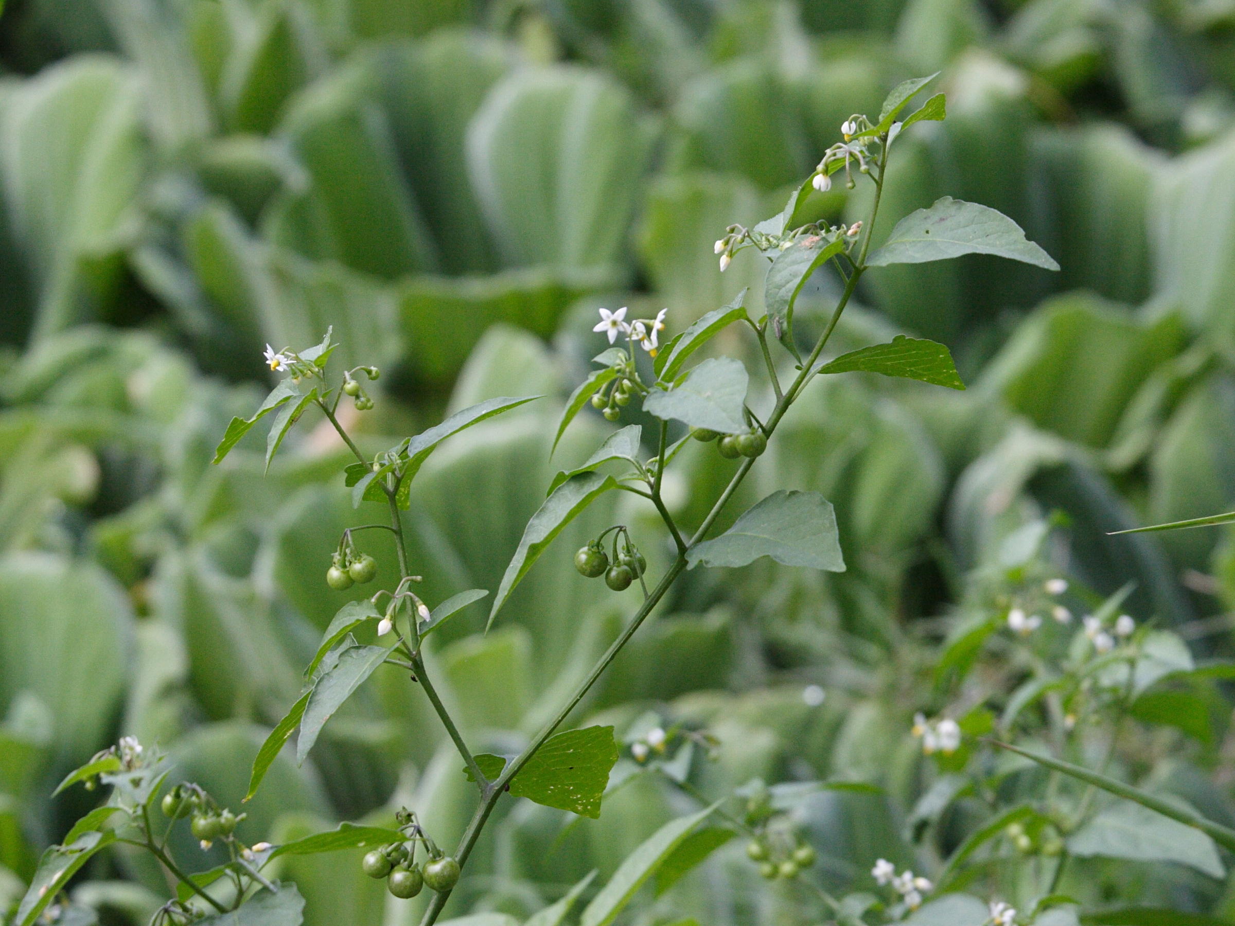 solanum_americanum1md