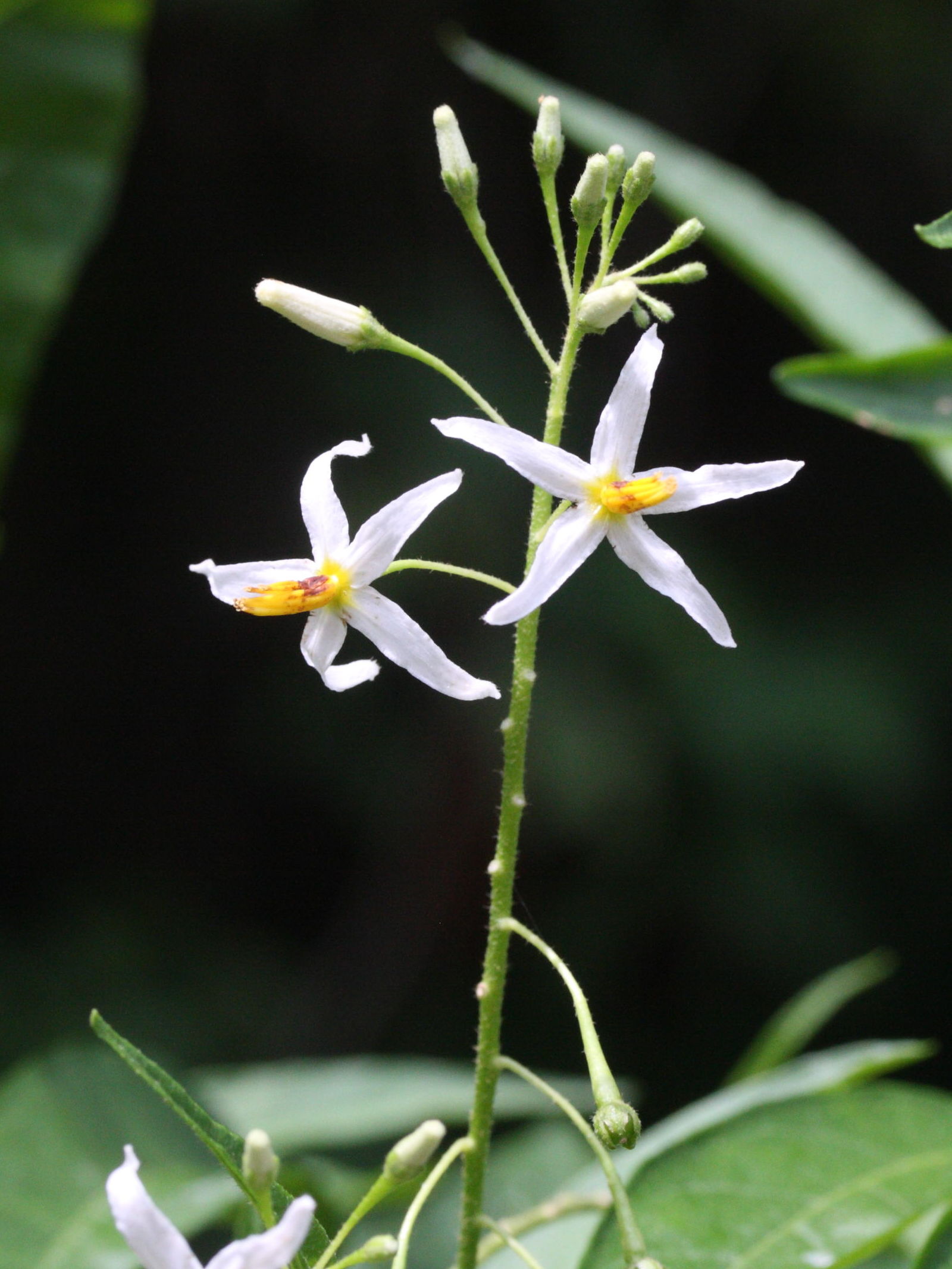 Afficher le média solanum_racemosum_inerme4md solanum_racemosum_inerme4md