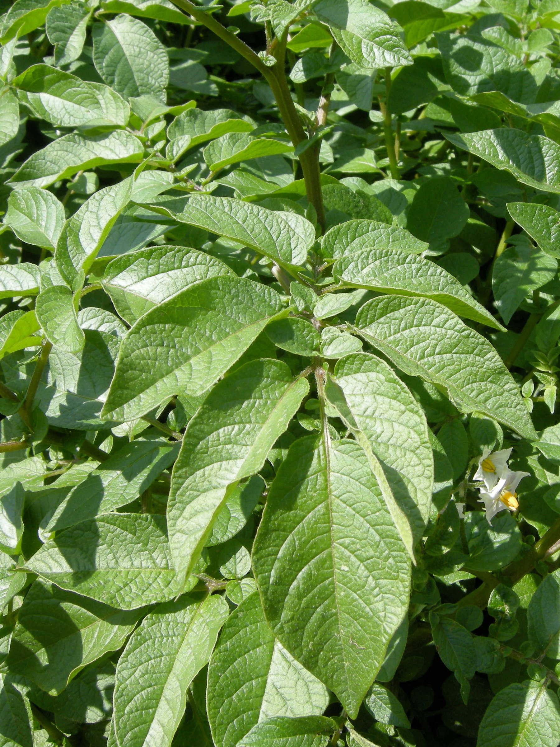 solanum_tuberosum2md