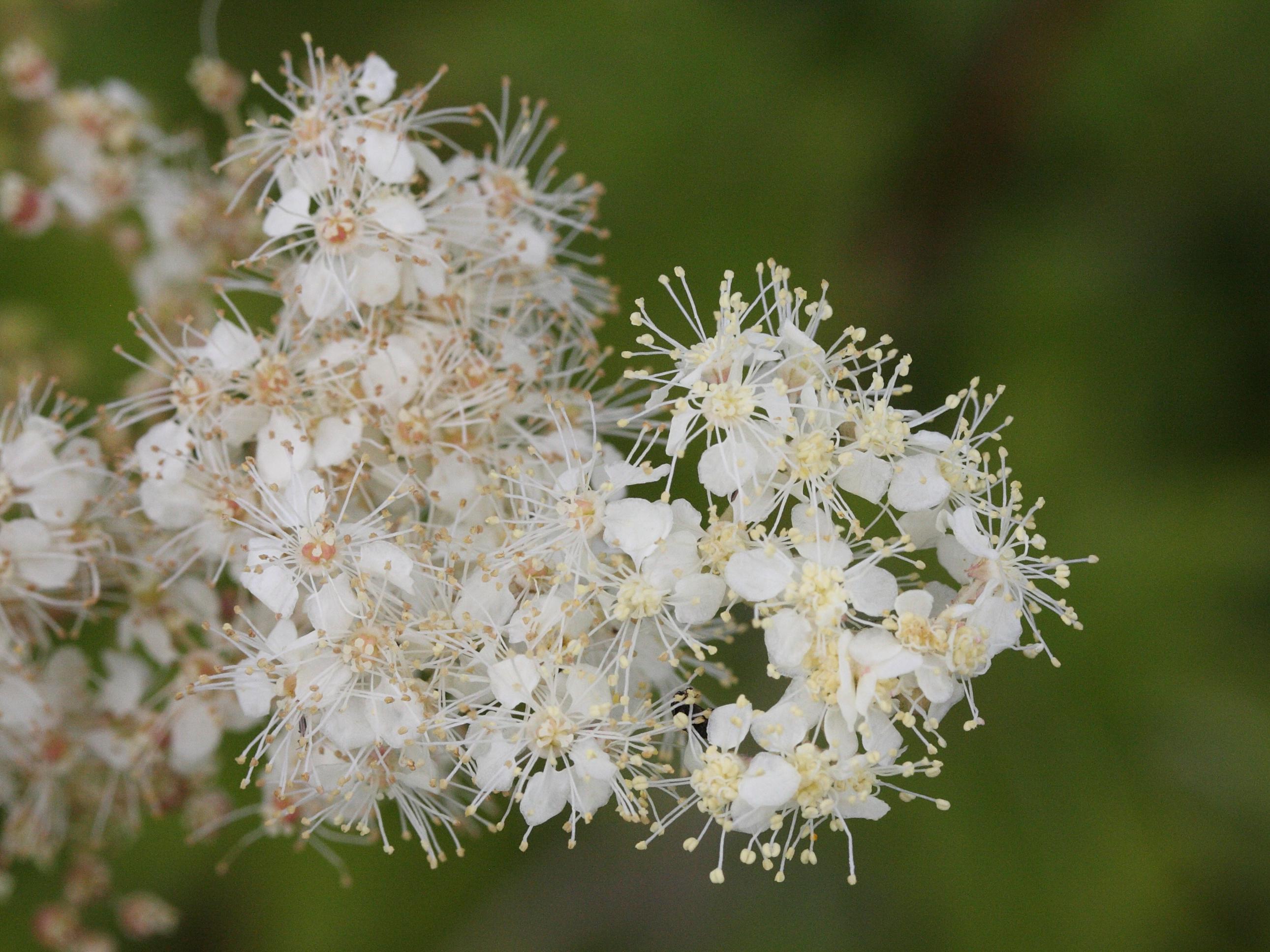 Spiraea_ulmaria