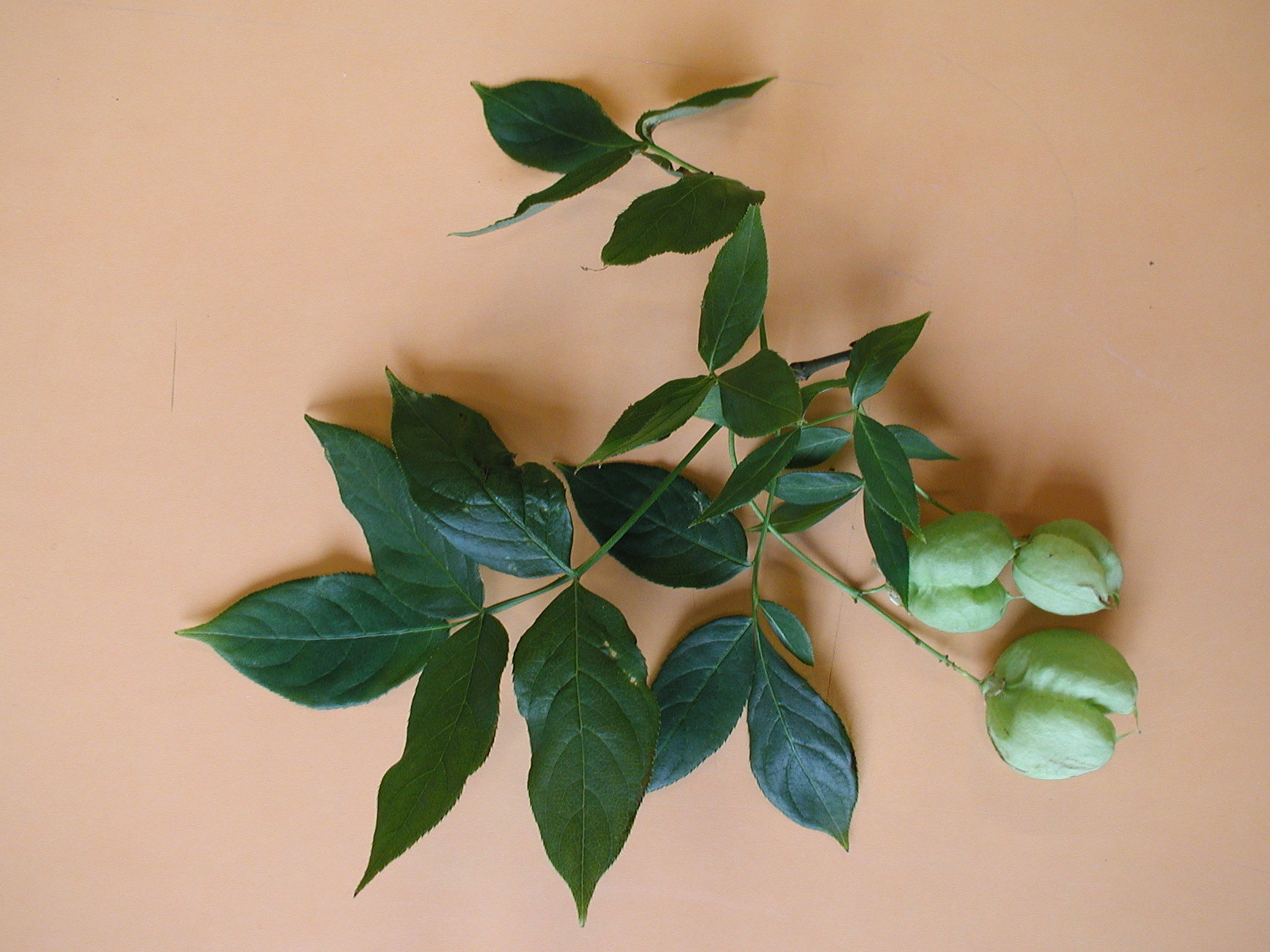 staphylea_pinnata7md