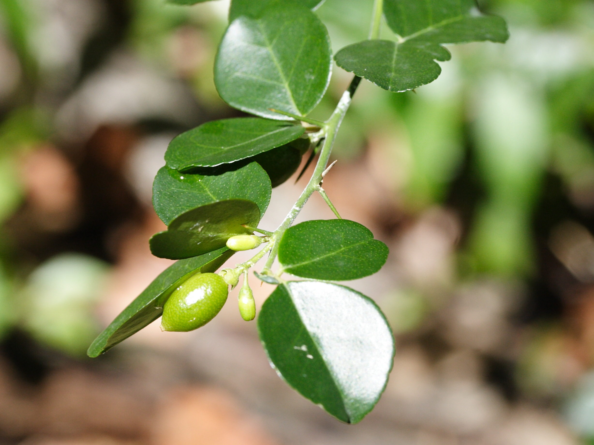 triphasia_trifolia1md