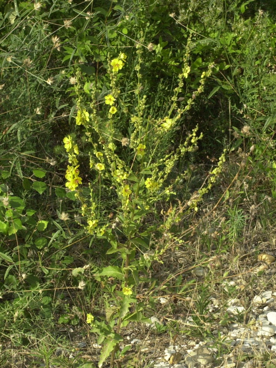 verbascum_sinuatum1amd