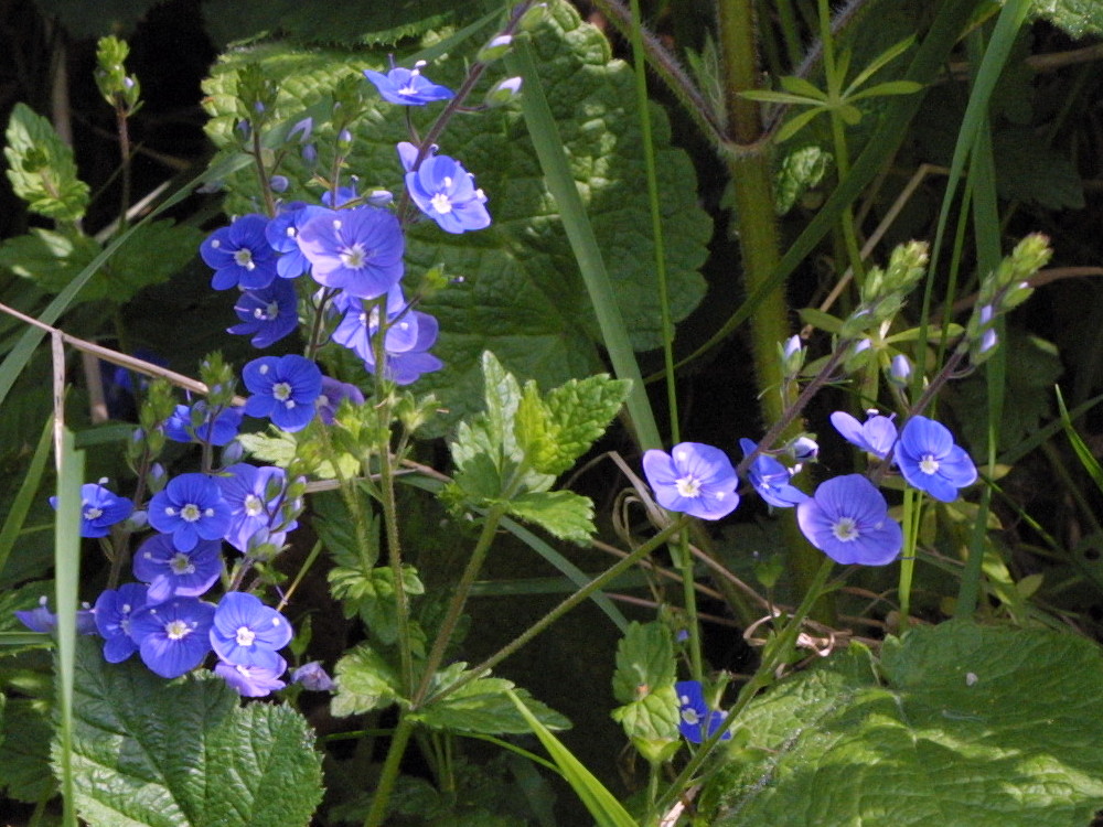 Afficher le média veronica_chamaedrys2amd veronica_chamaedrys2amd