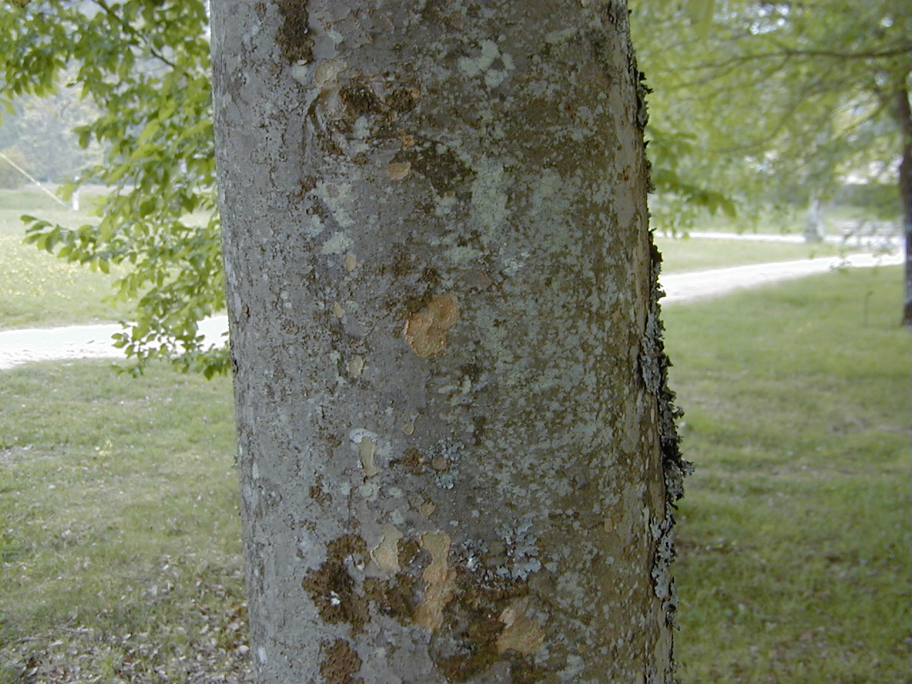 zelkova_carpinifolia1md