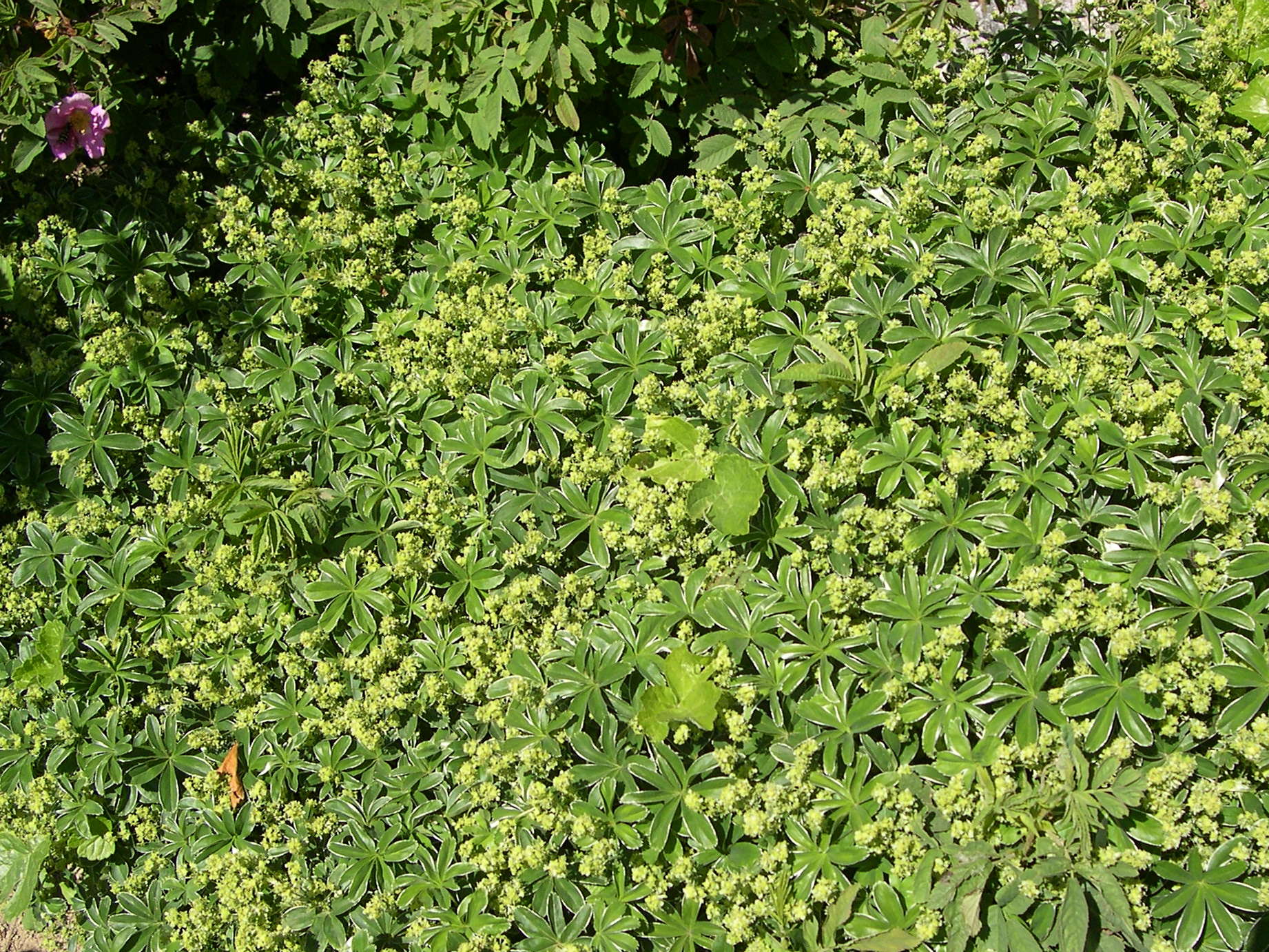 Afficher le média alchemilla_alpigena1md alchemilla_alpigena1md