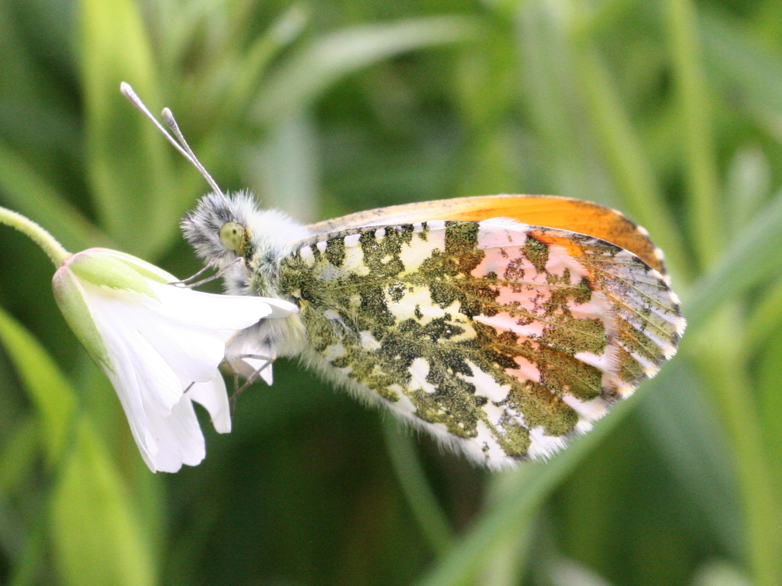 Anthocharis_cardamines