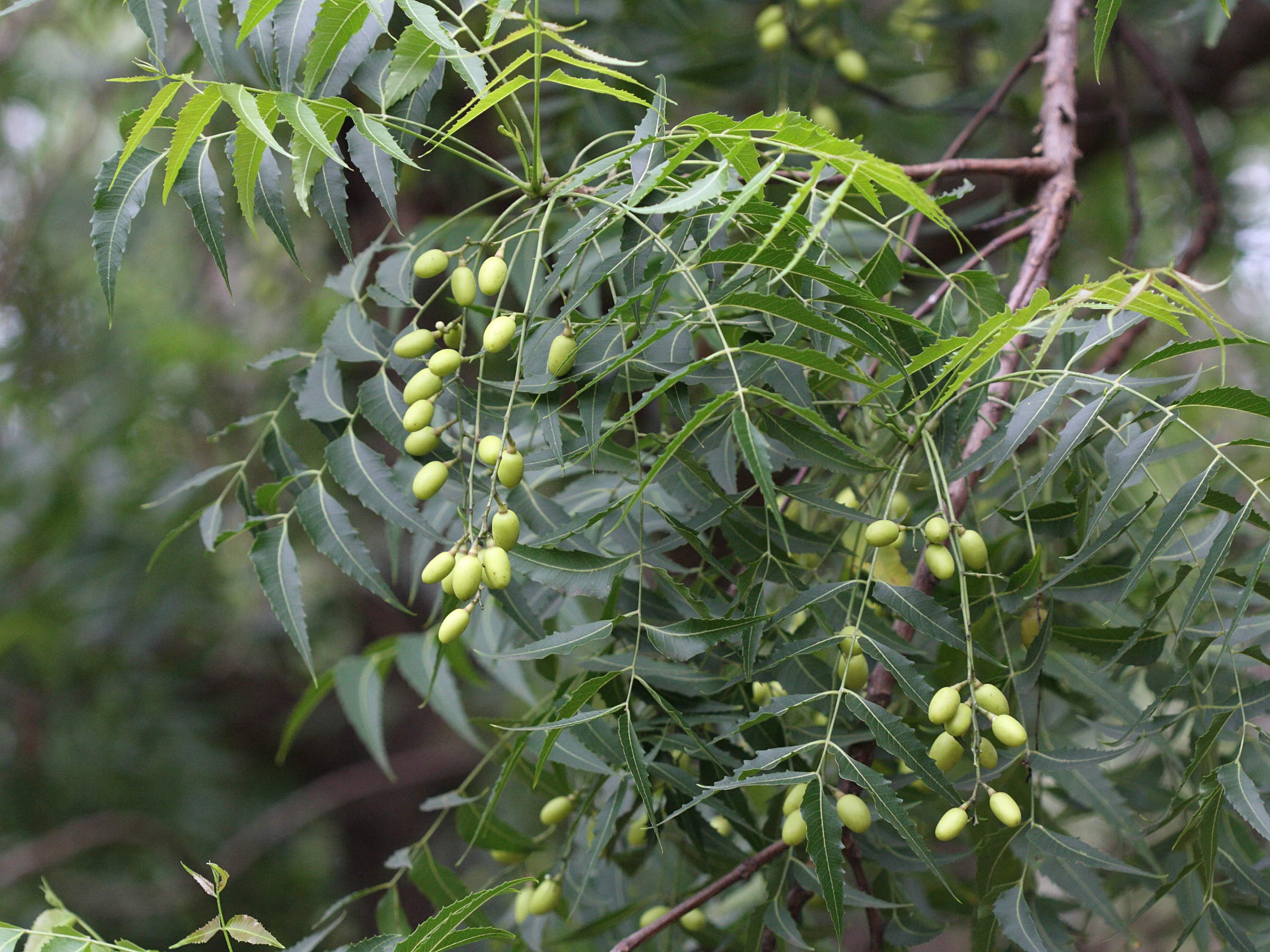 Afficher le média azadirachta_indica5md azadirachta_indica5md