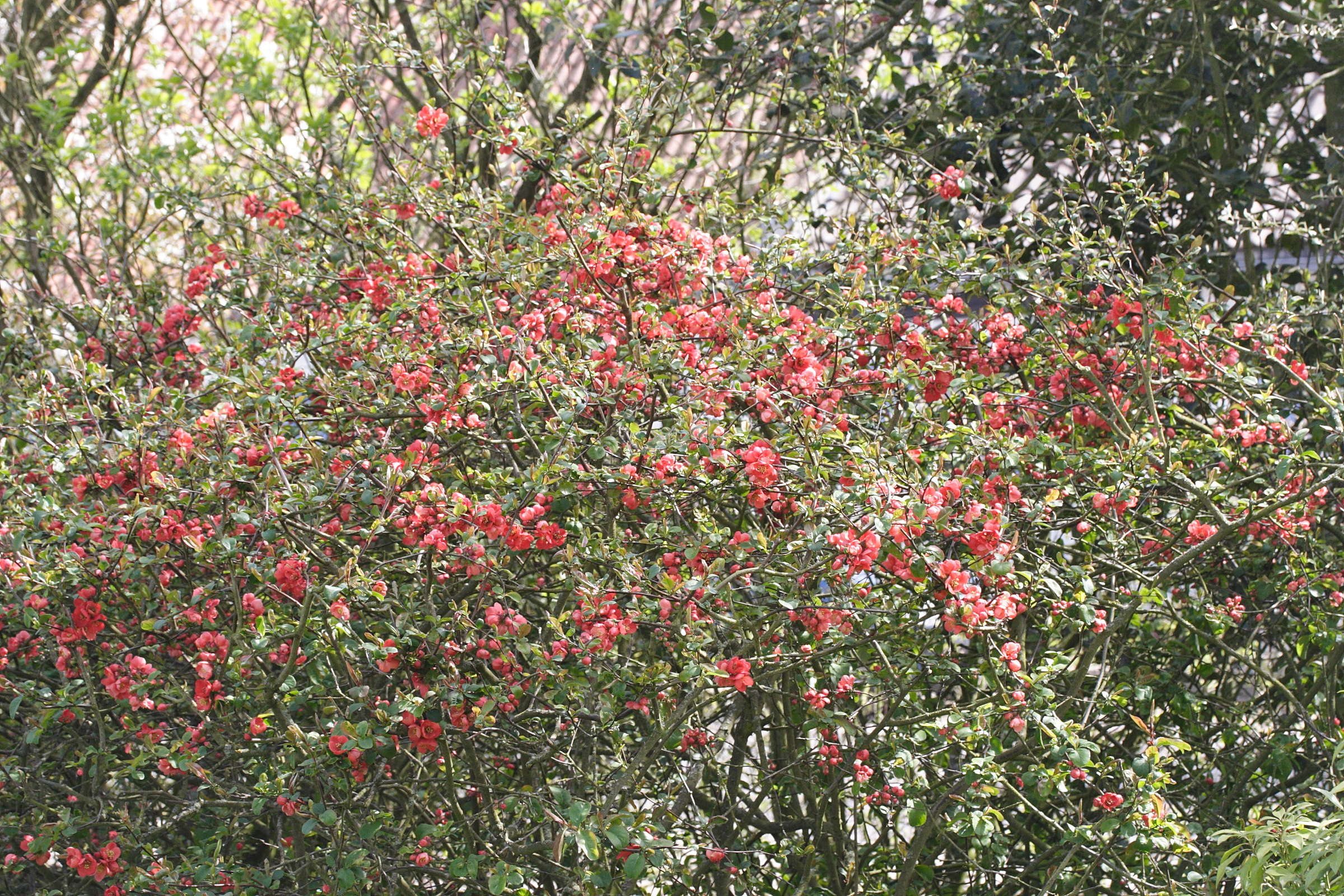 chaenomeles_japonica1bmd