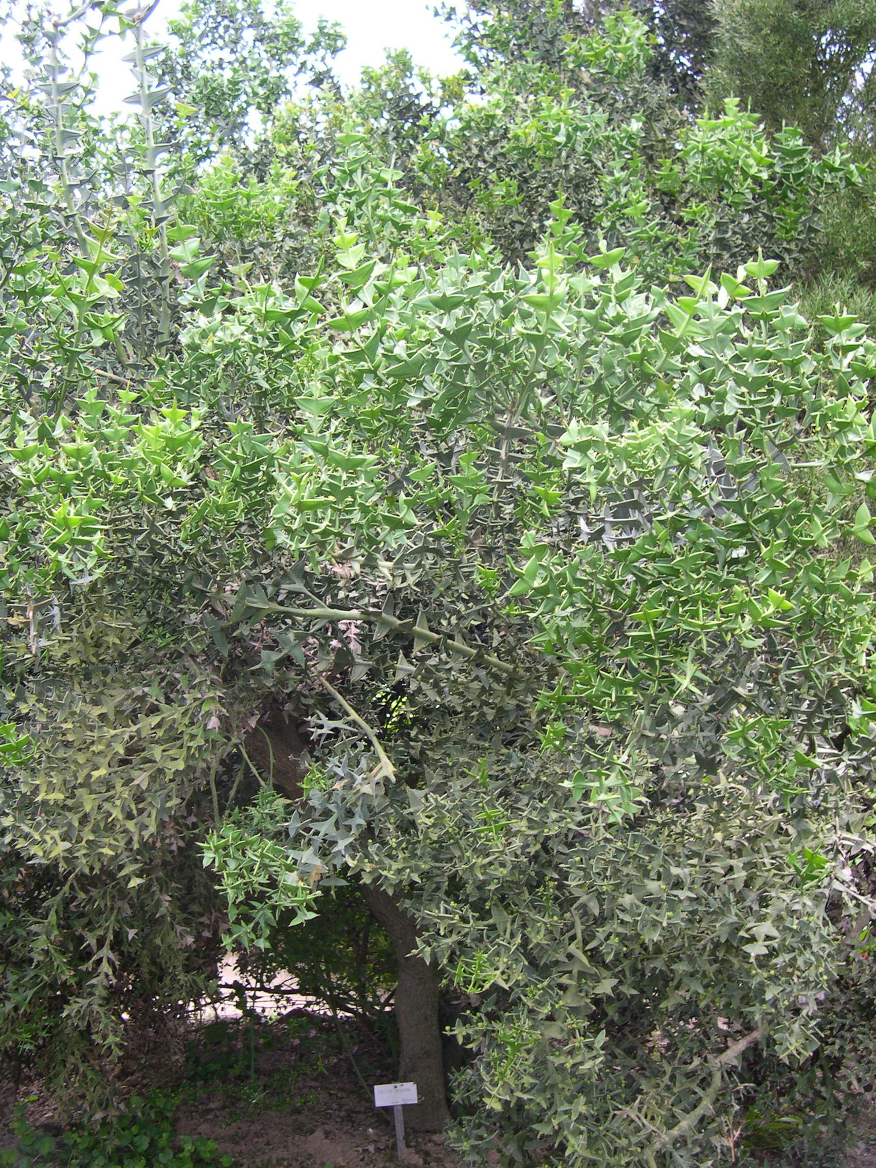 Colletia_paradoxa