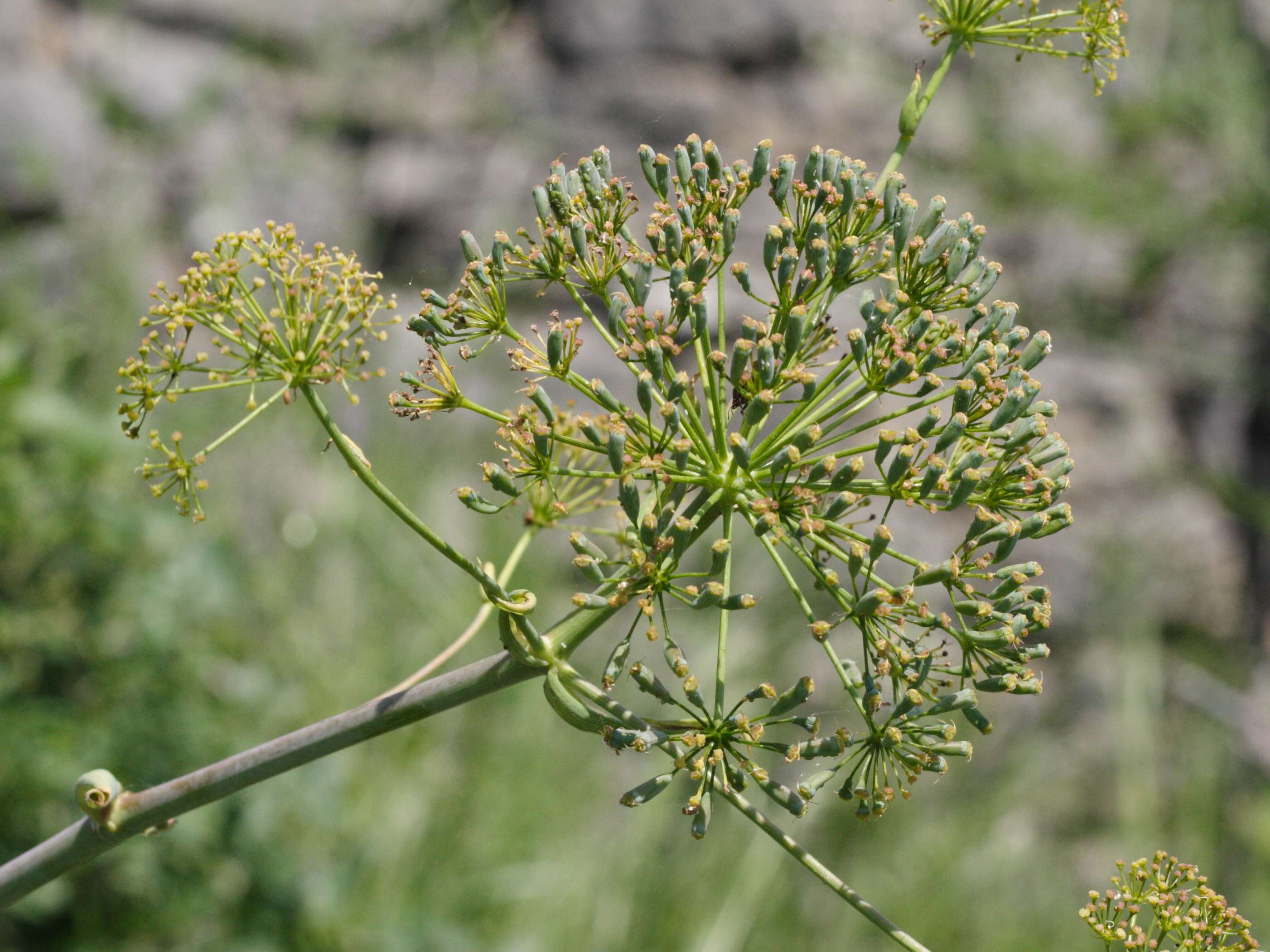 Ferula_communis