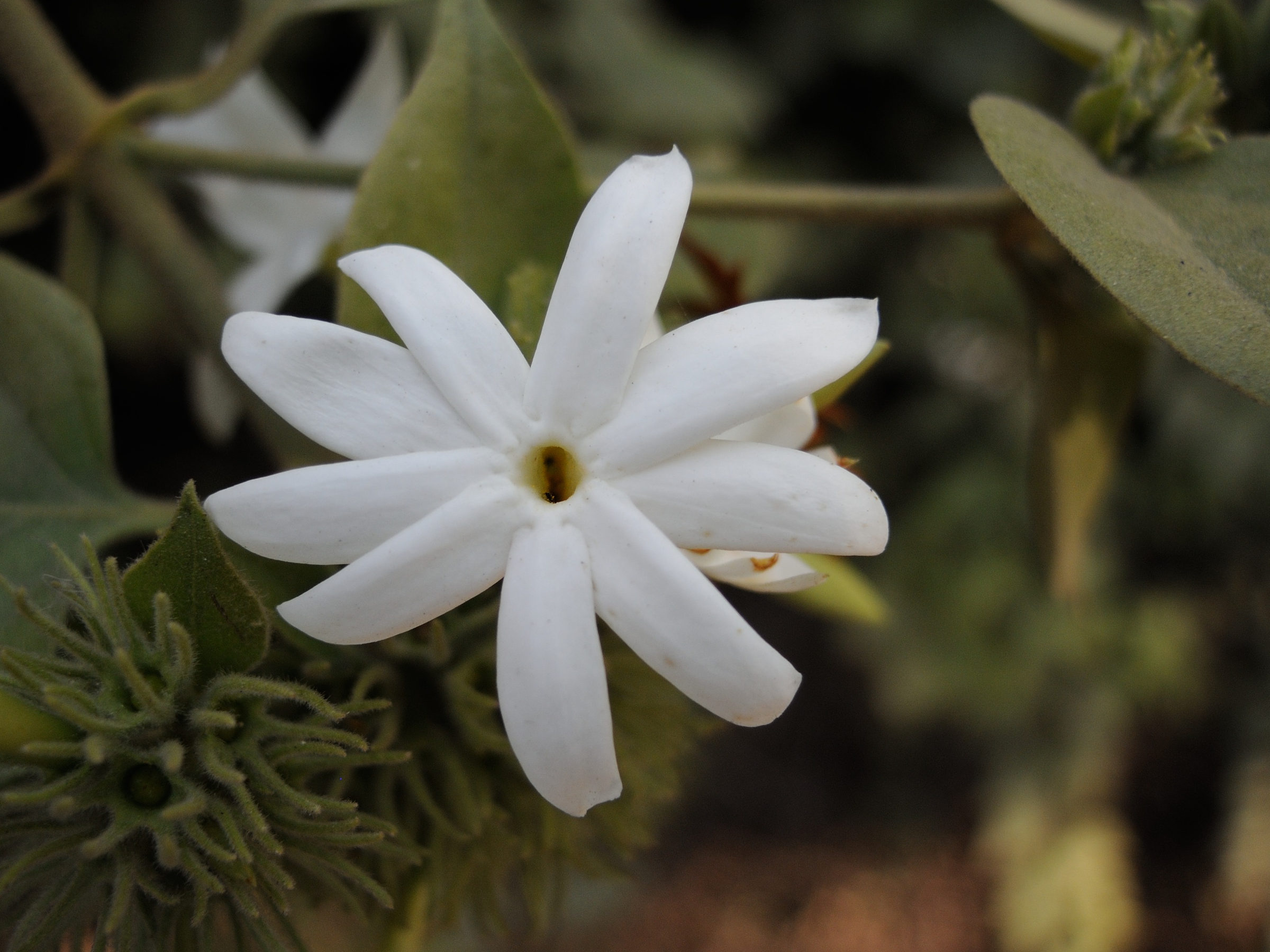 jasminum_laurifolium2md