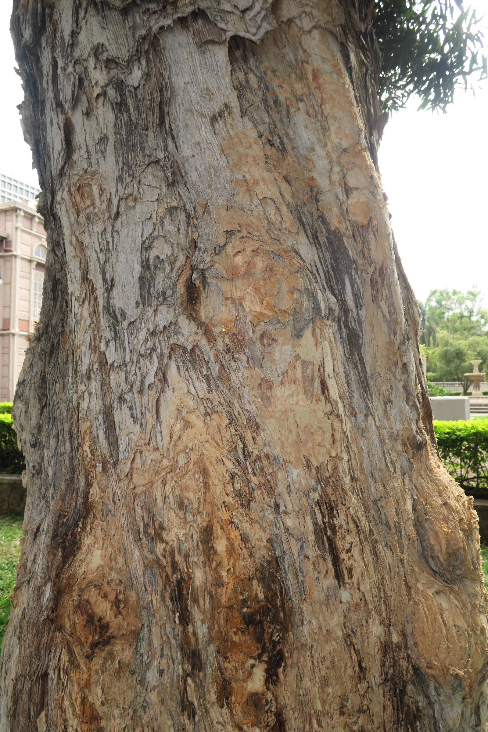 melaleuca_quinquenervia5md