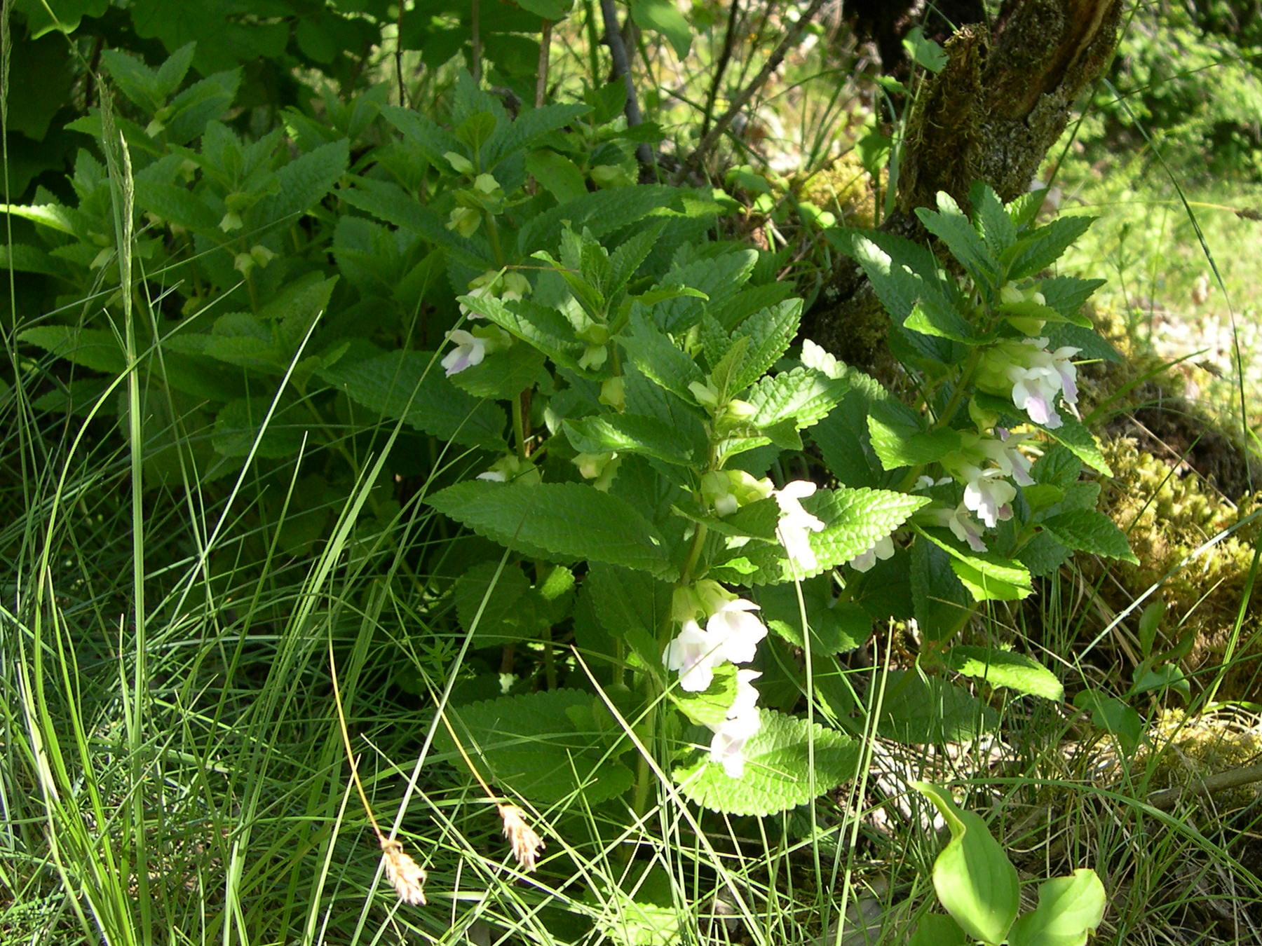 Afficher le média Melittis_melissophyllum Melittis_melissophyllum