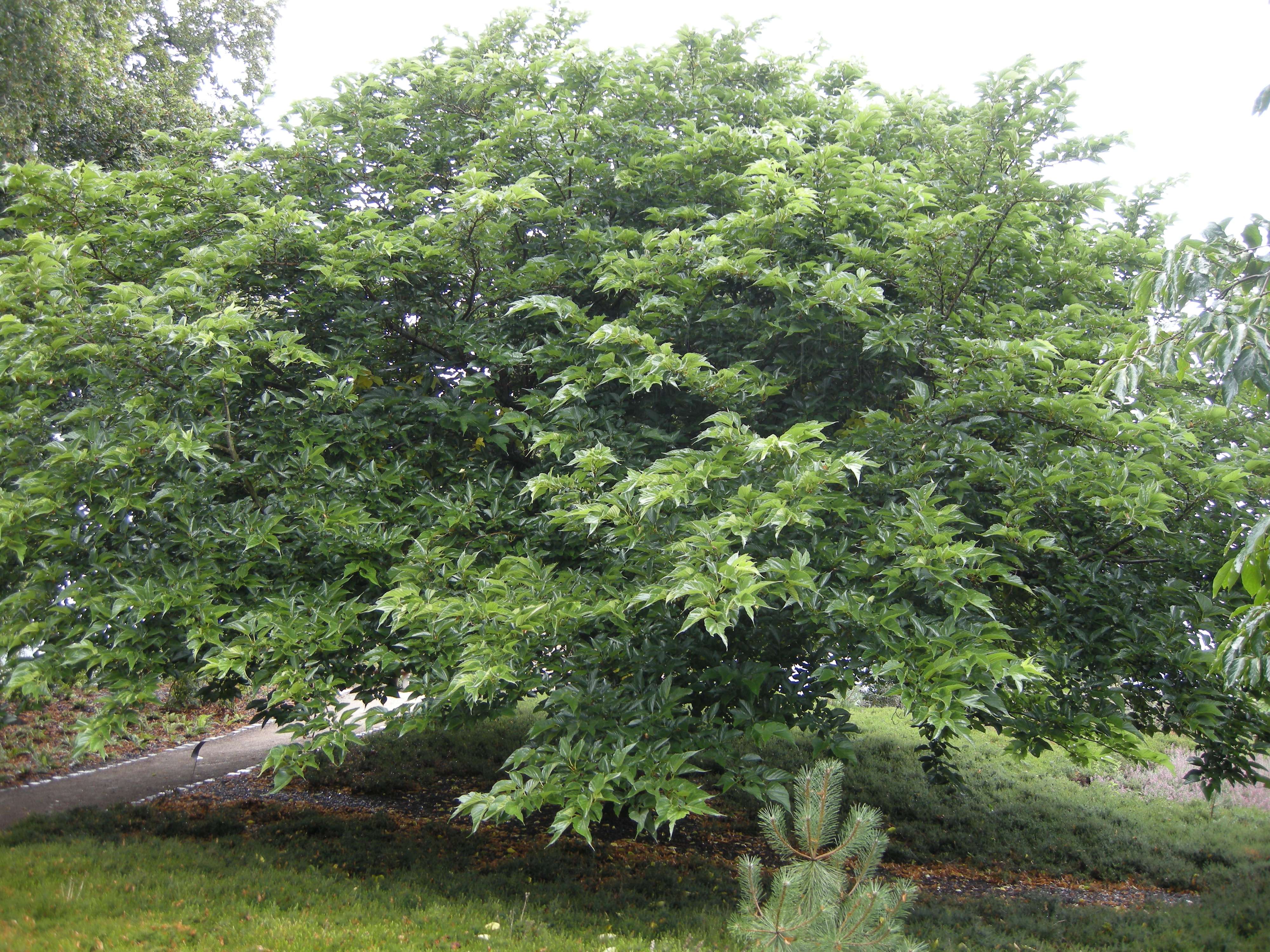 Afficher le média morus_kagayamae2md morus_kagayamae2md