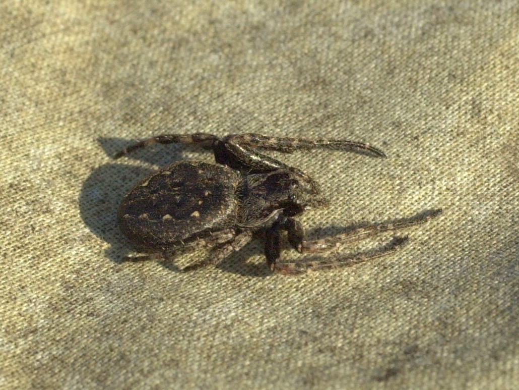 Afficher le média Nuctenea_umbratica Nuctenea_umbratica