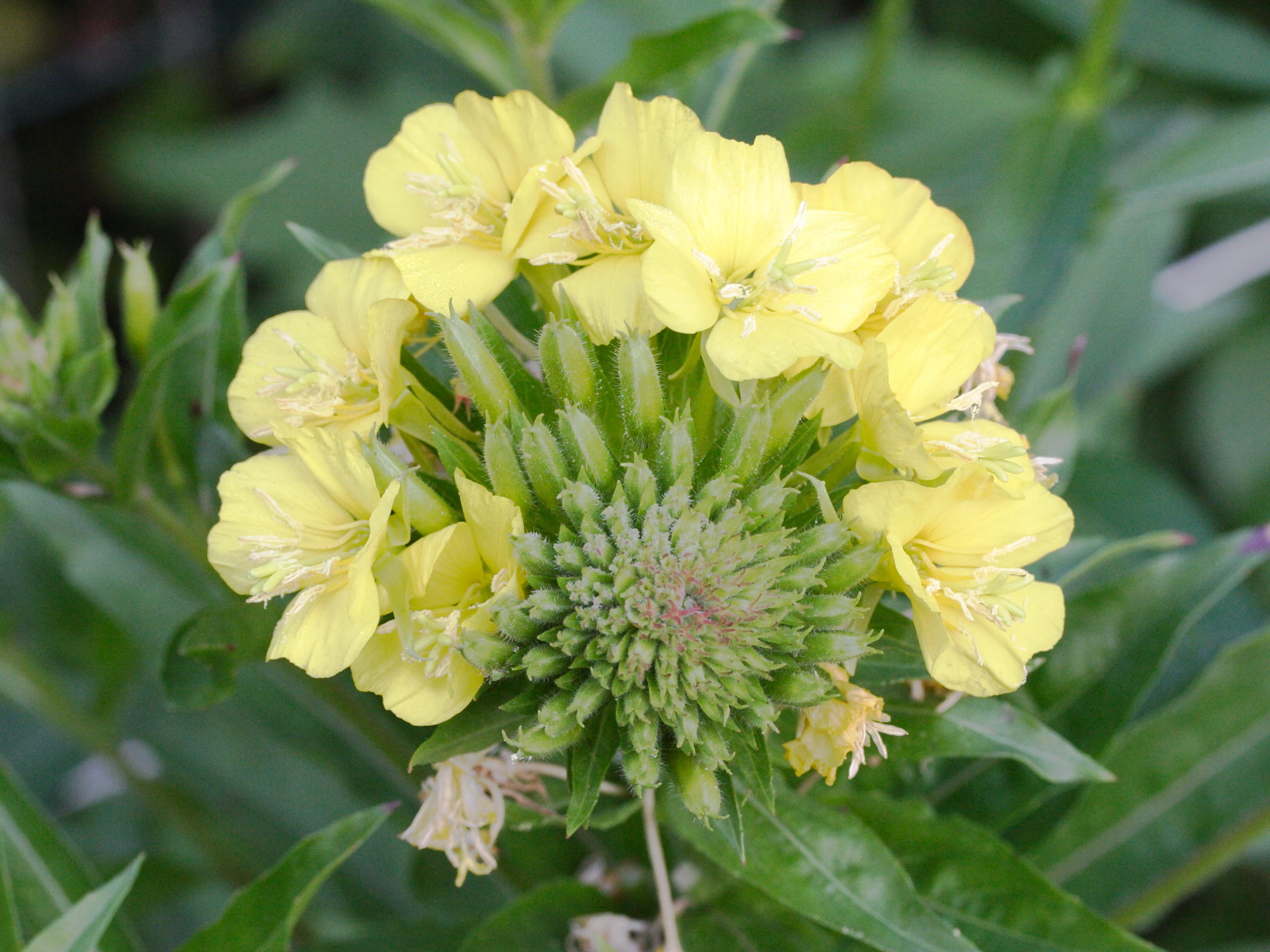 oenothera_issleri4md