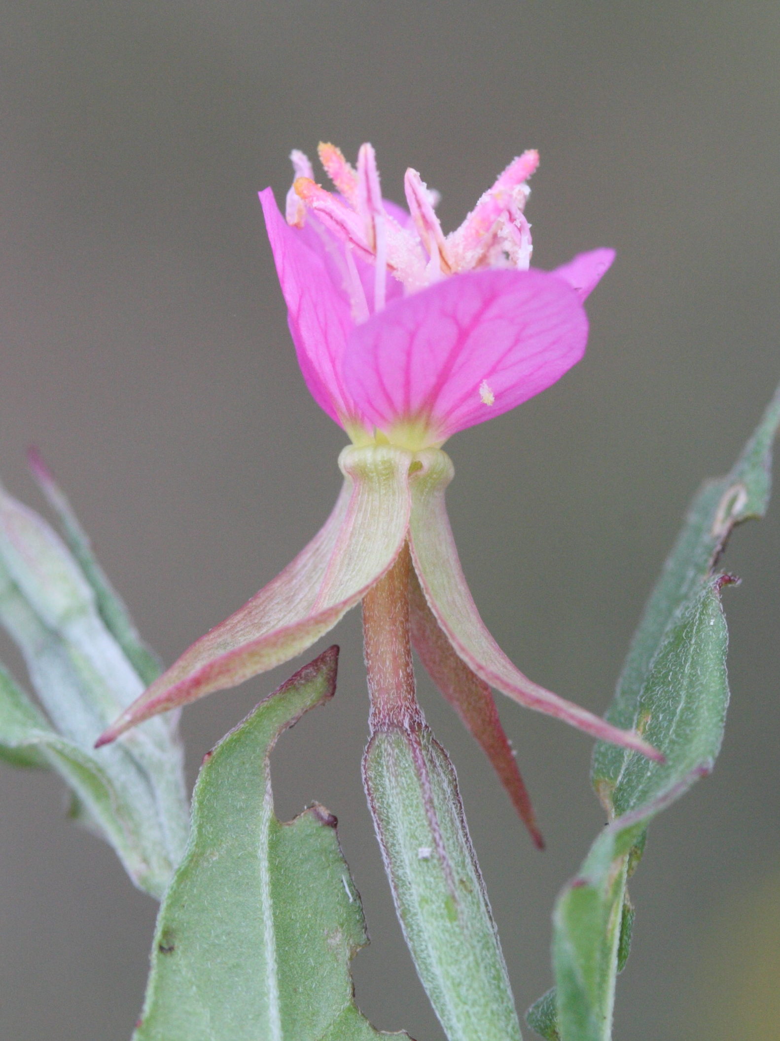 oenothera_rosea5md