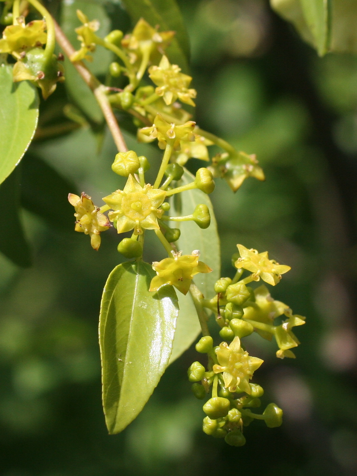 Afficher le média paliurus_spina-christi5md paliurus_spina-christi5md