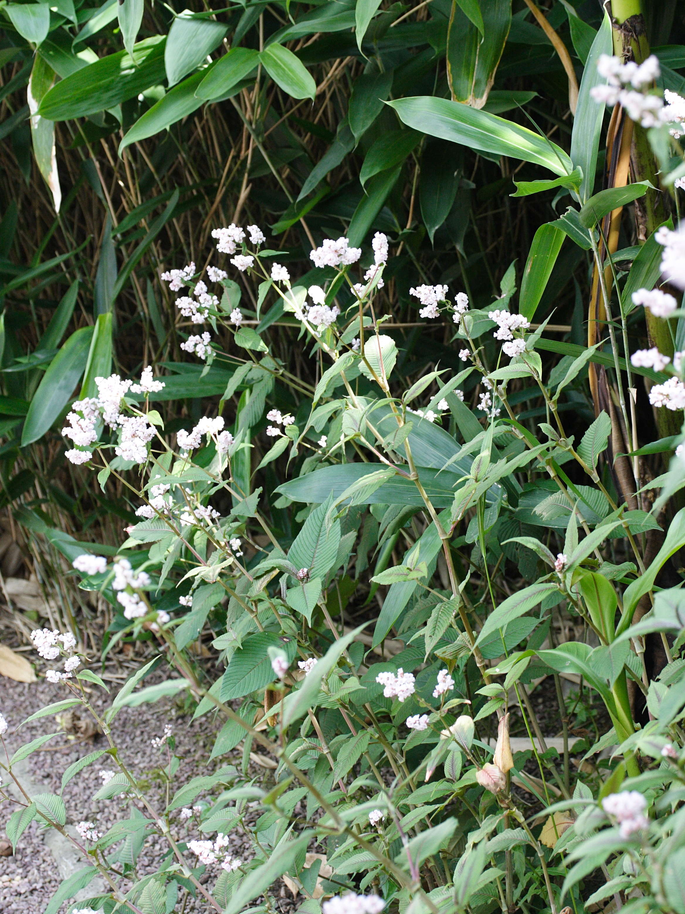 Afficher le média persicaria_campanulata1md persicaria_campanulata1md