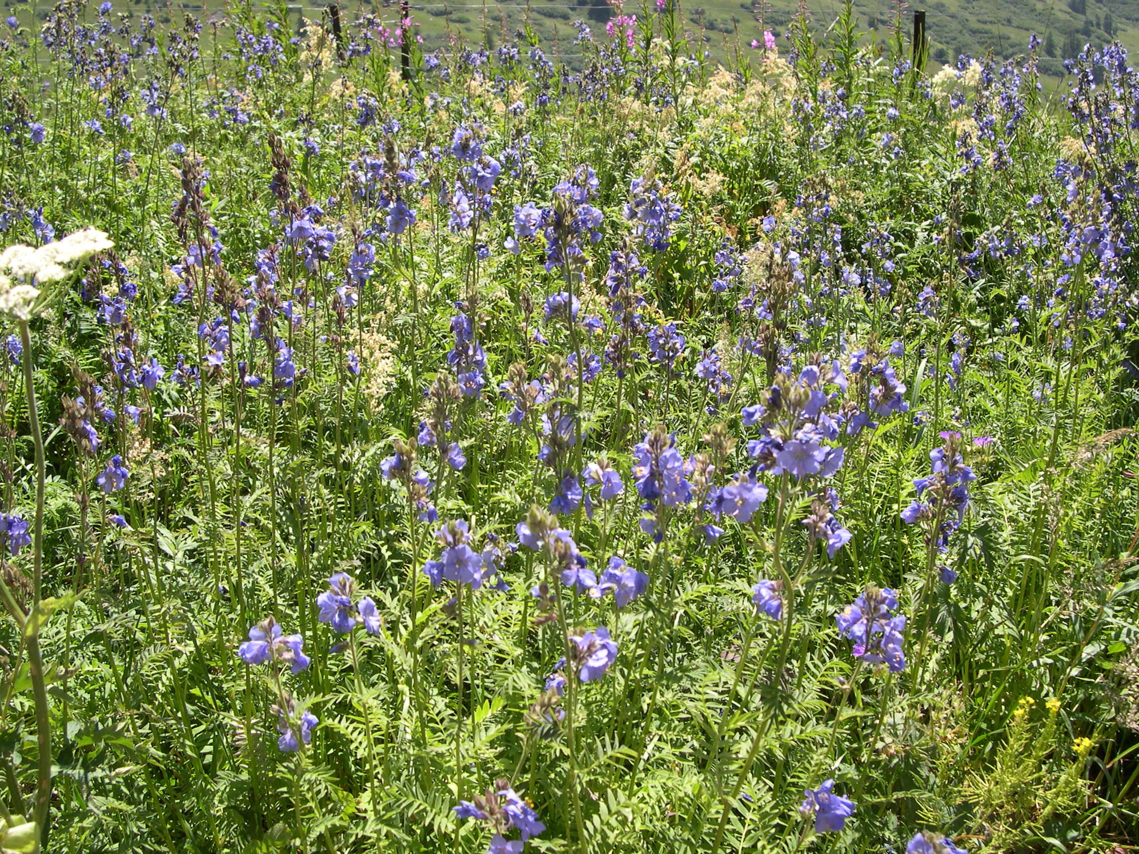 Afficher le média polemonium_caeruleum3md polemonium_caeruleum3md