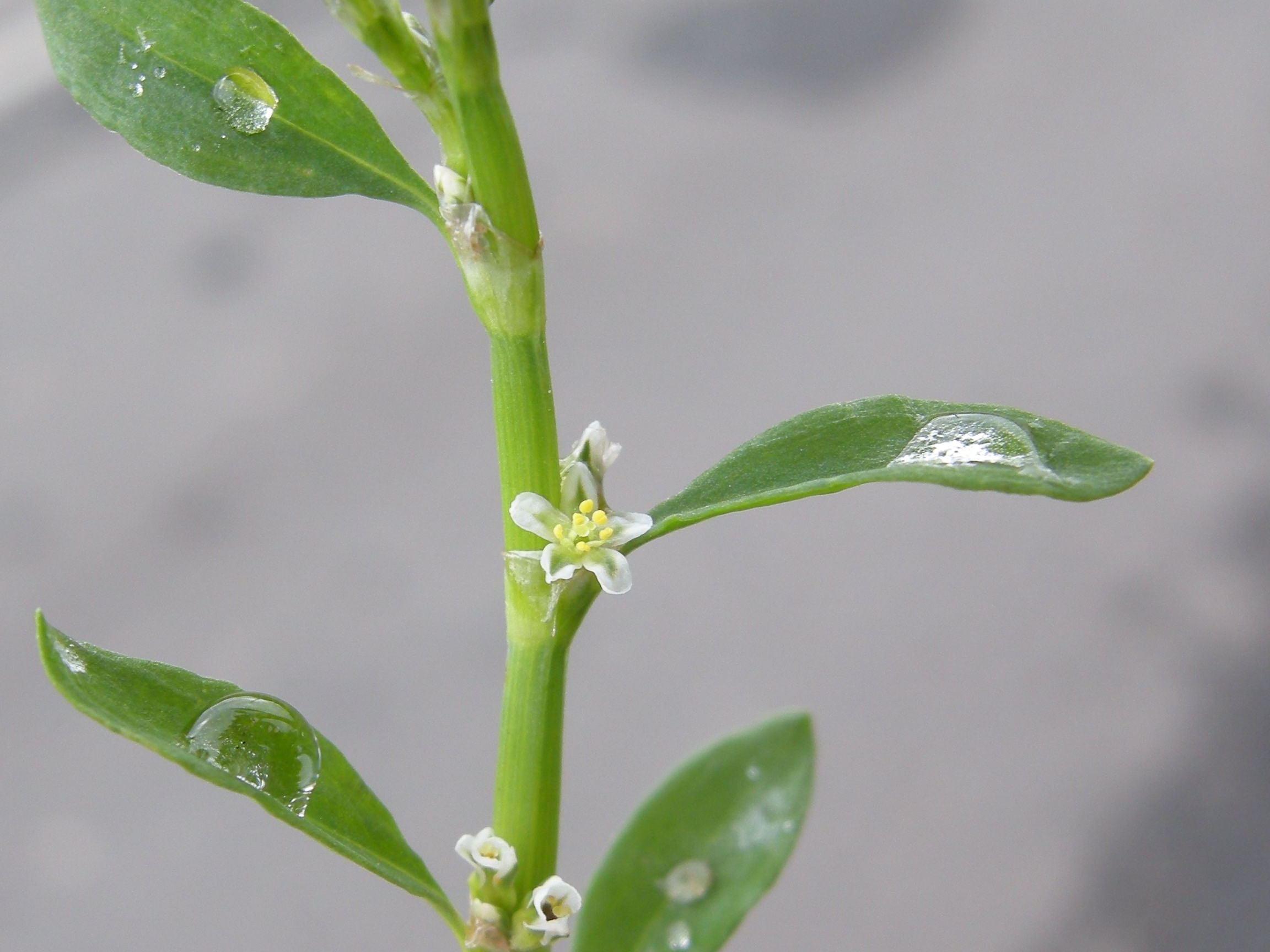 Afficher le média polygonum_aviculare3md polygonum_aviculare3md