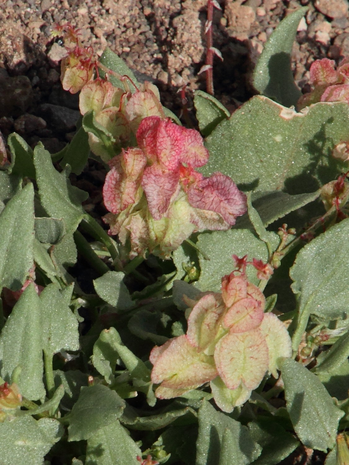 rumex_vesicarius2md