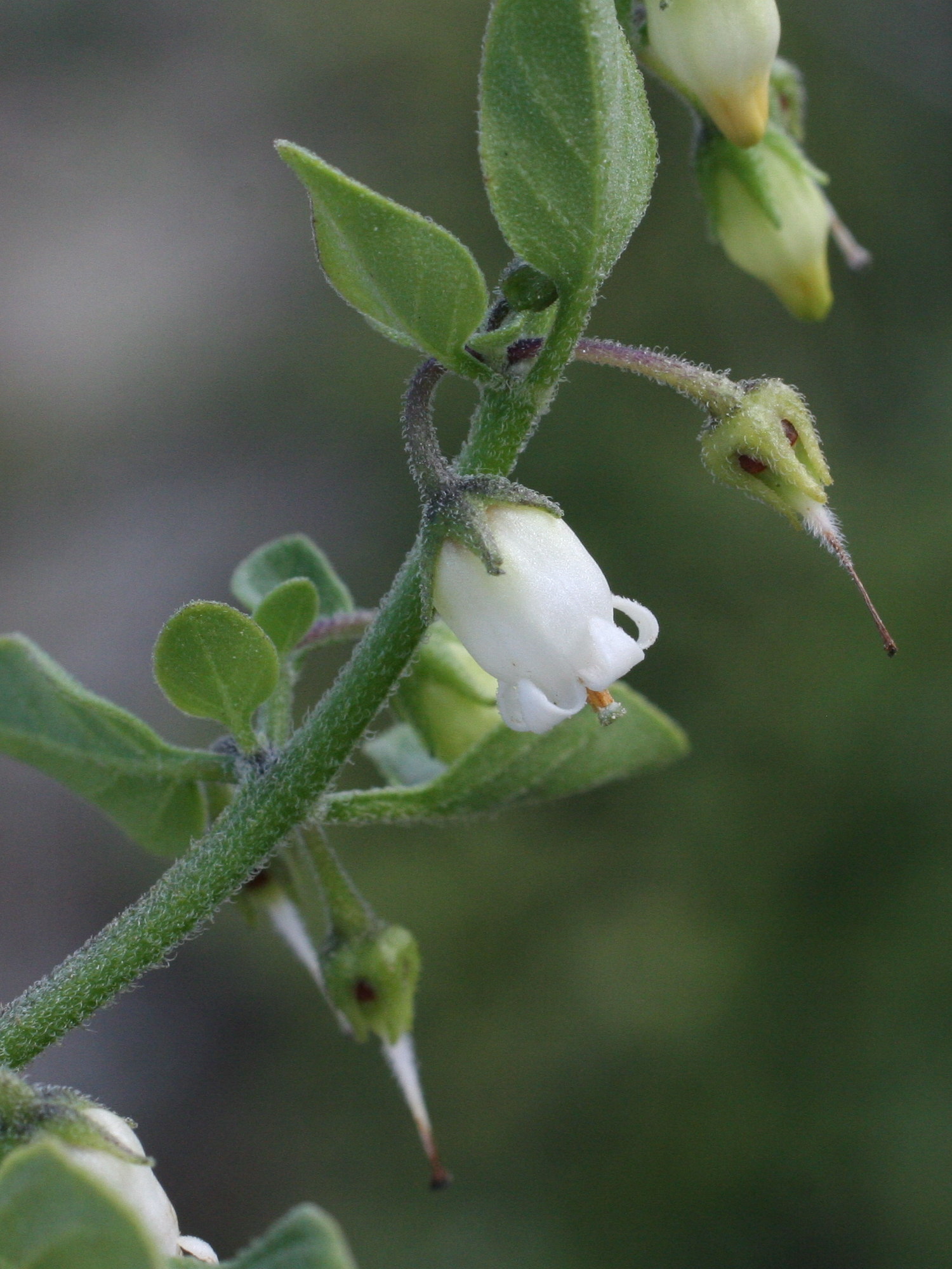 salpichroa_origanifolia2md