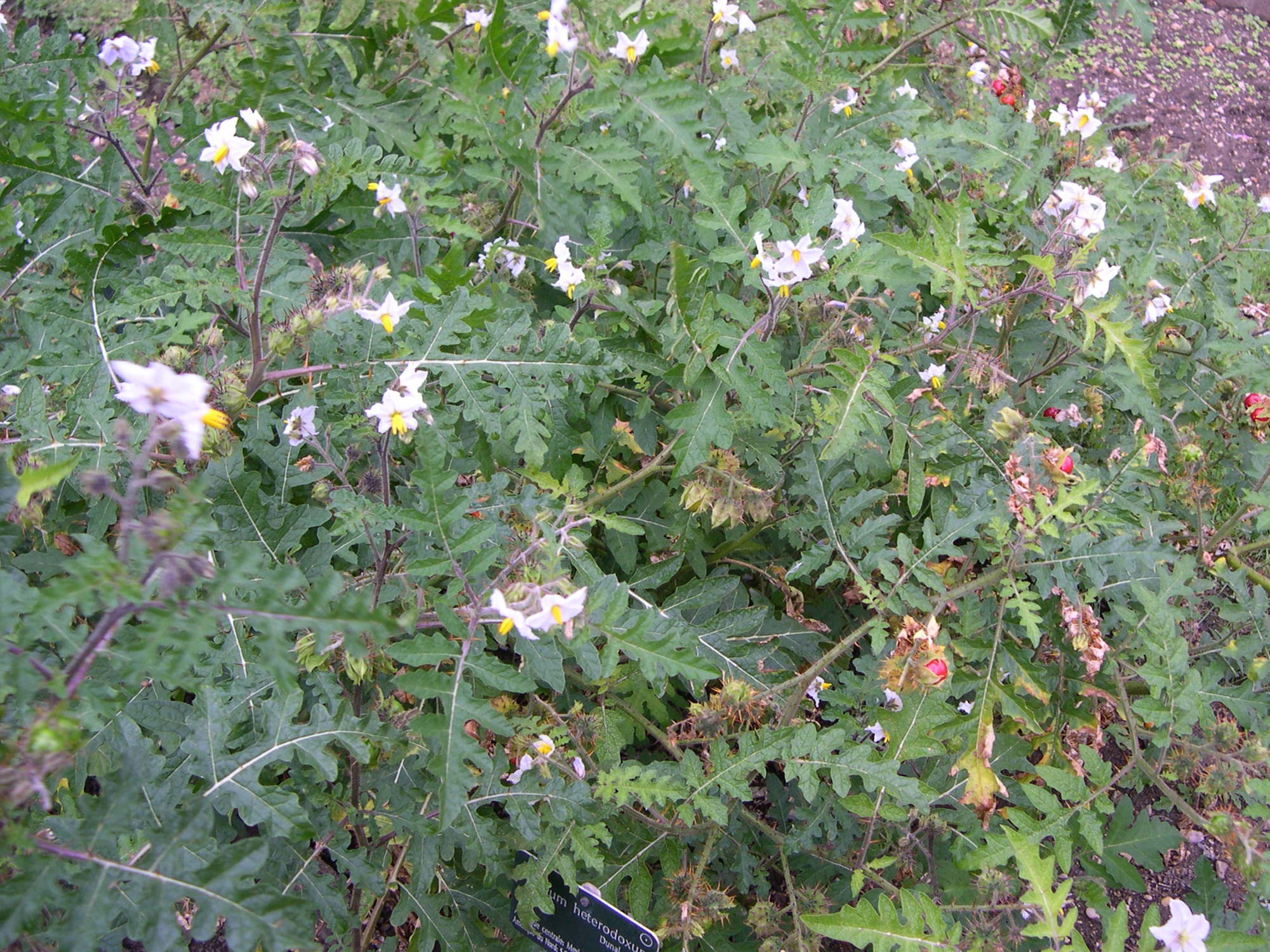 Solanum_sisymbriifolium