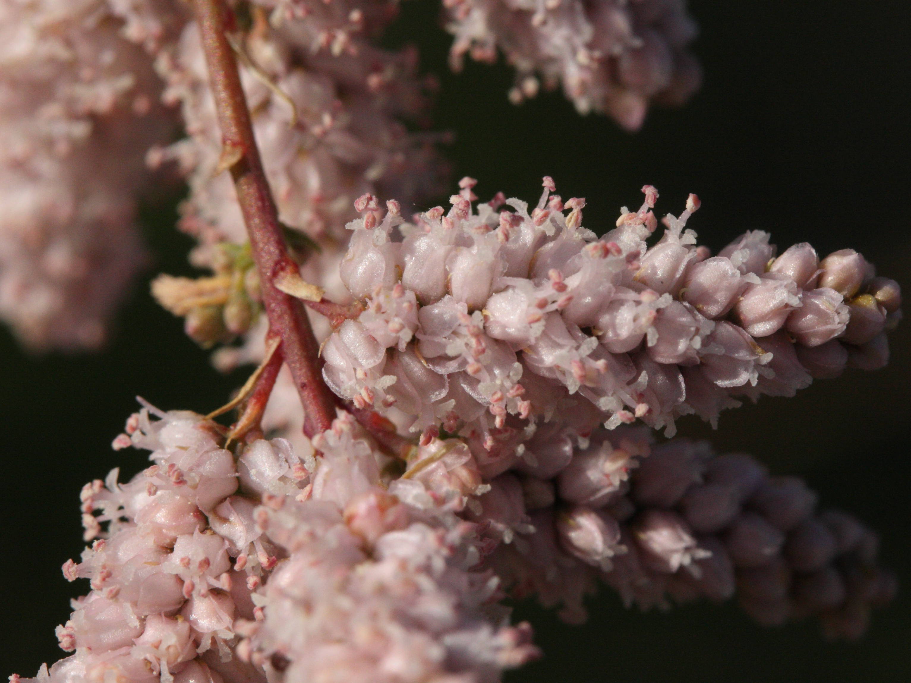 tamarix_smyrnensis3md