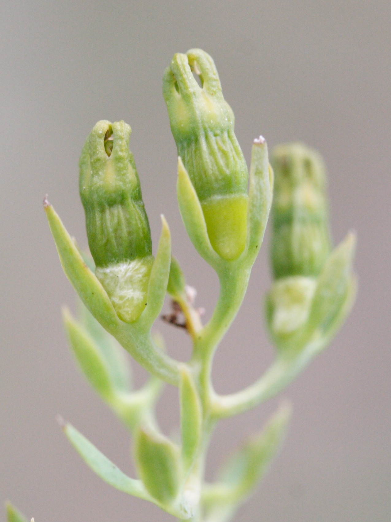 thesium_pyrenaicum3md