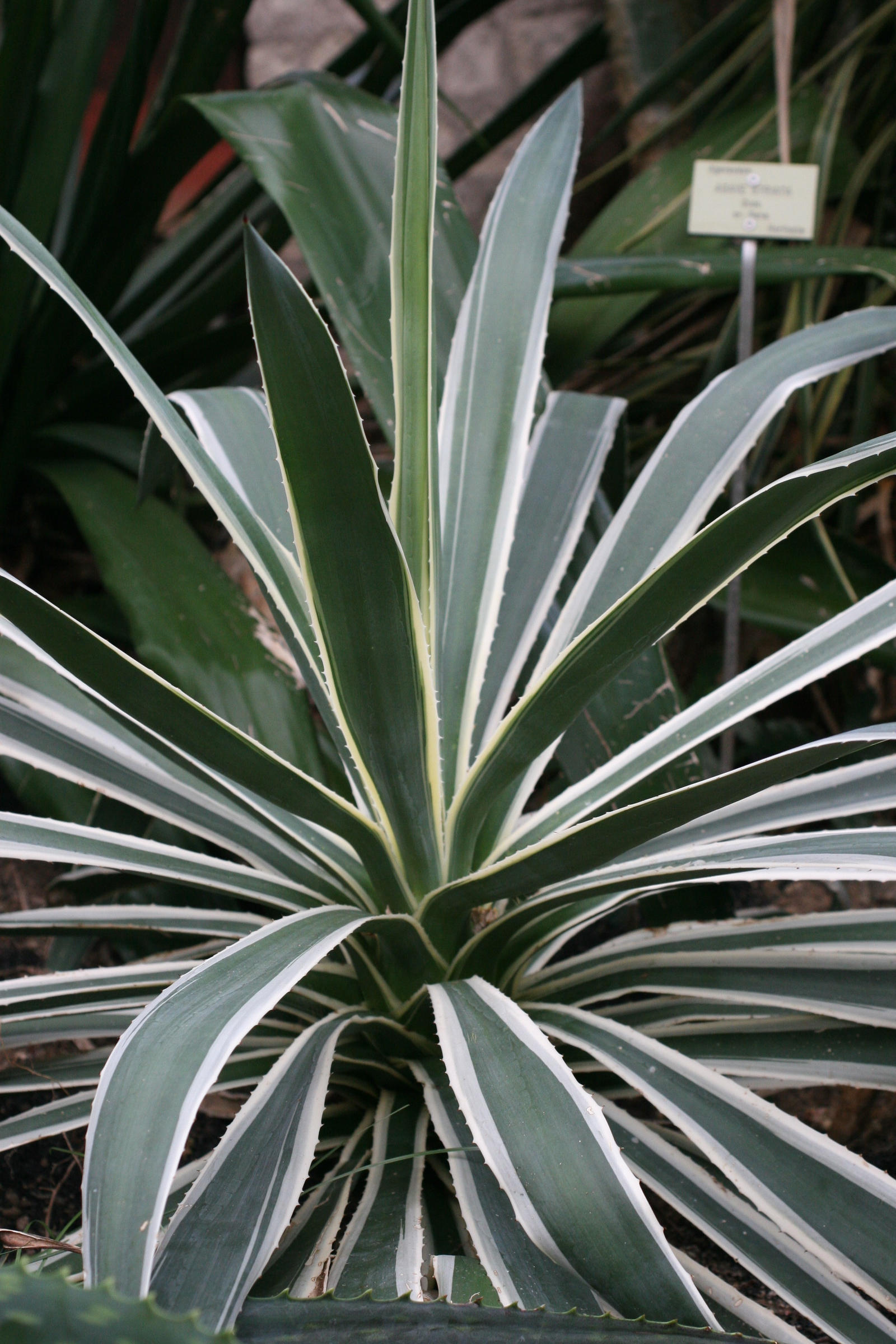 Agave_americana