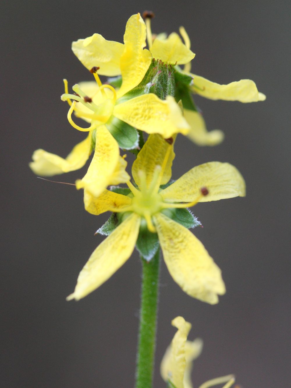 agrimonia_procera3md