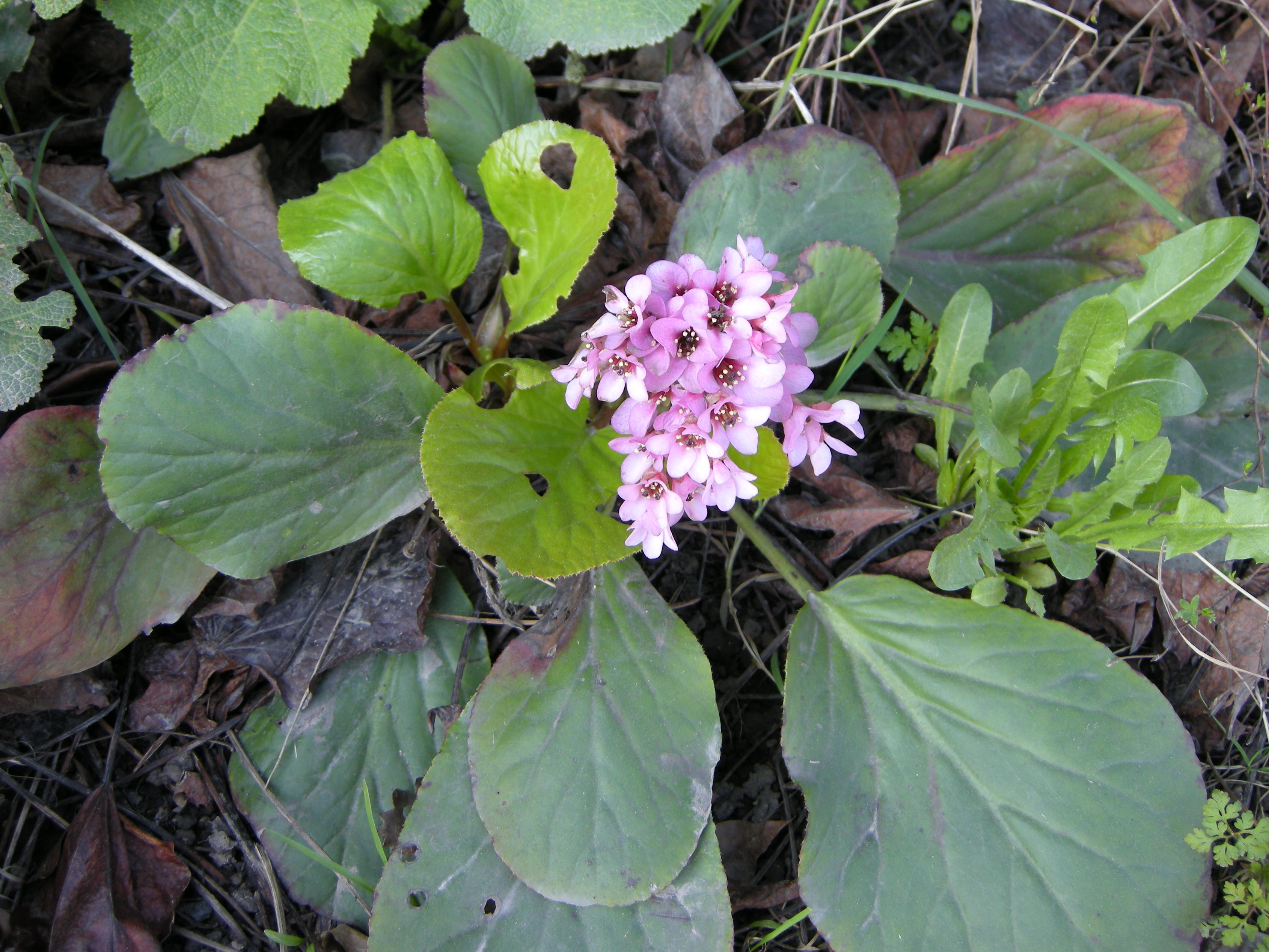 Afficher le média bergenia_cordifolia3md bergenia_cordifolia3md