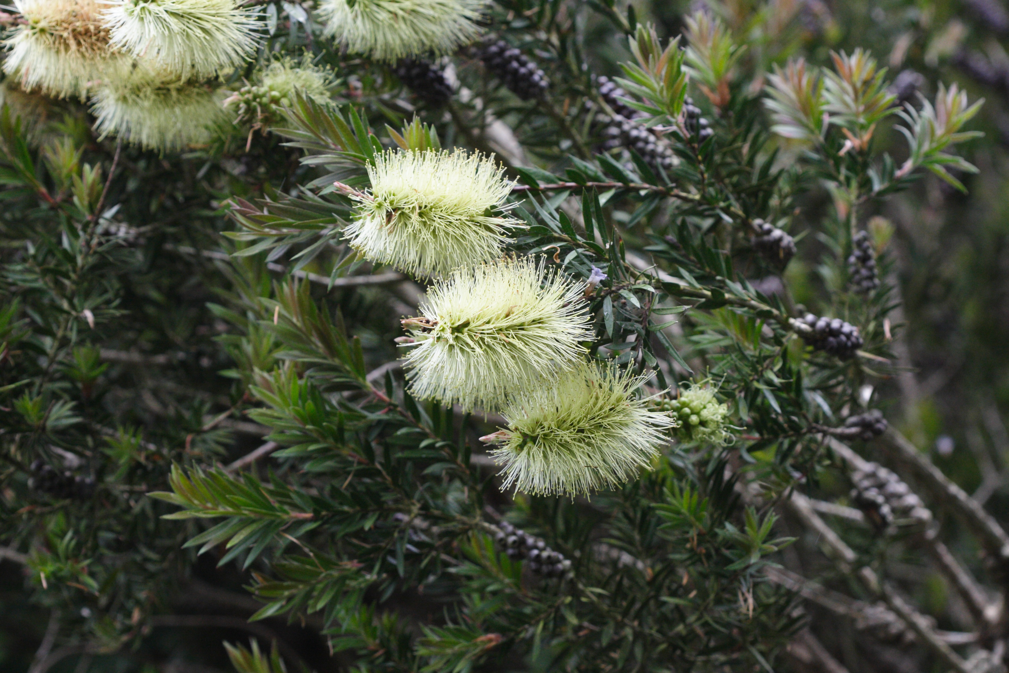 Afficher le média callistemon_pityoides2md callistemon_pityoides2md