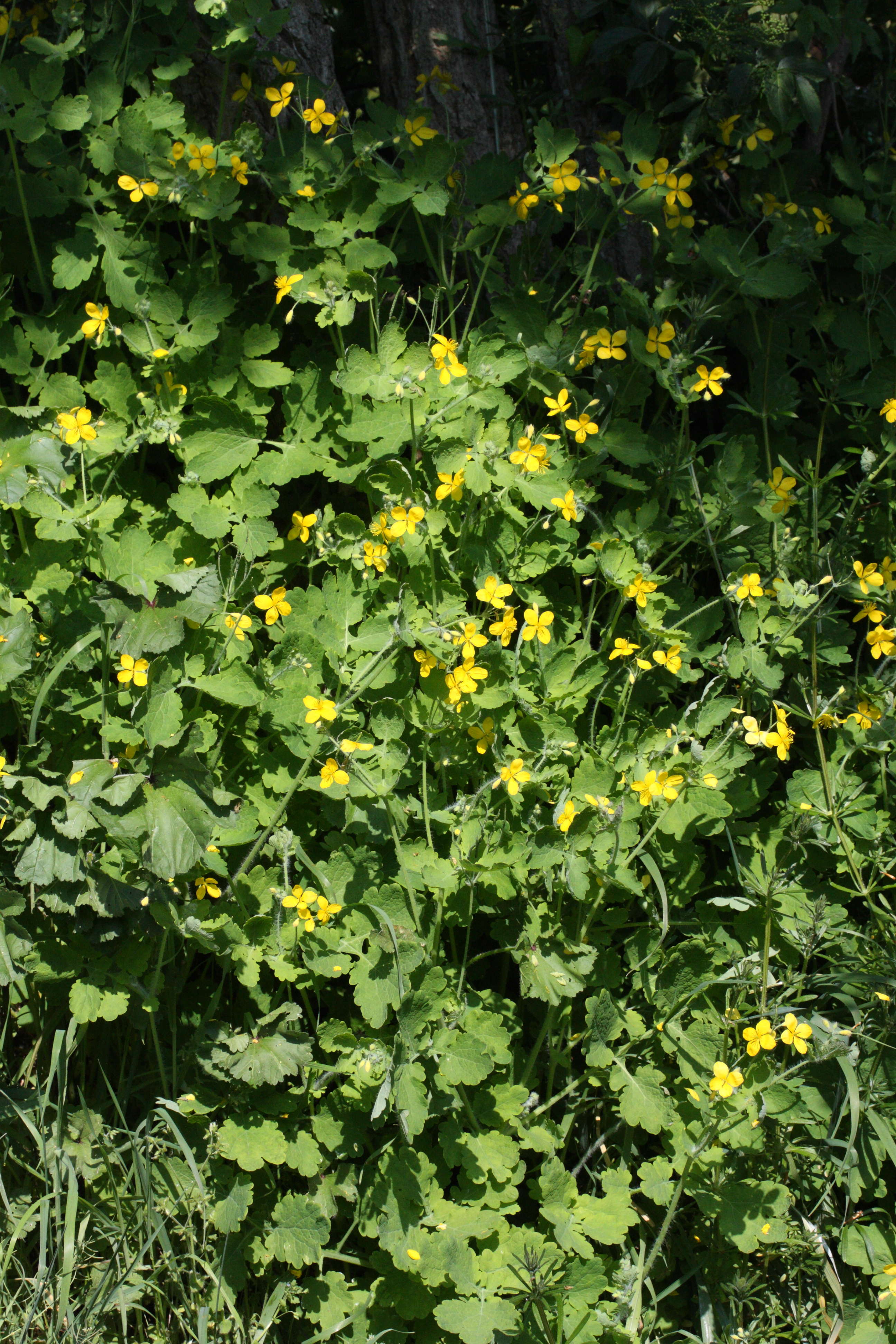 Afficher le média chelidonium_majus2md chelidonium_majus2md