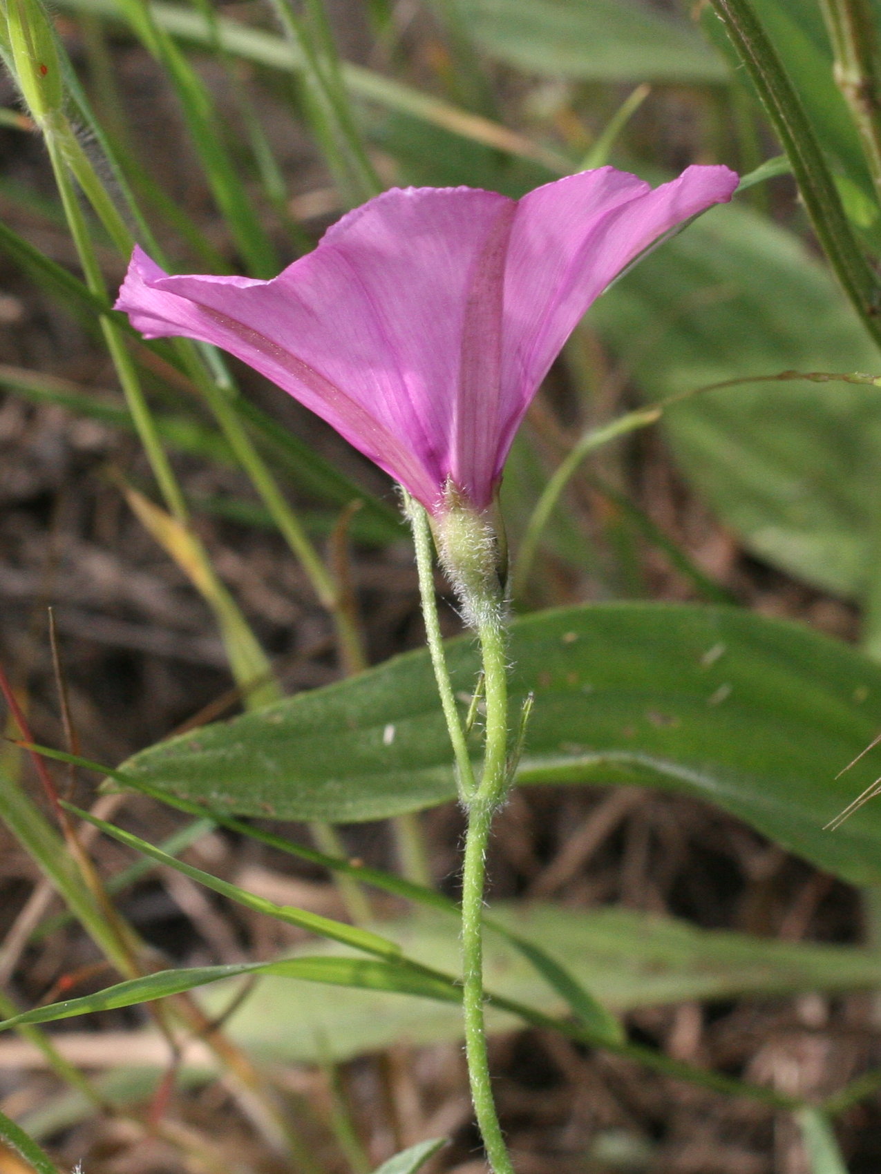 Convolvulus_althaeoides